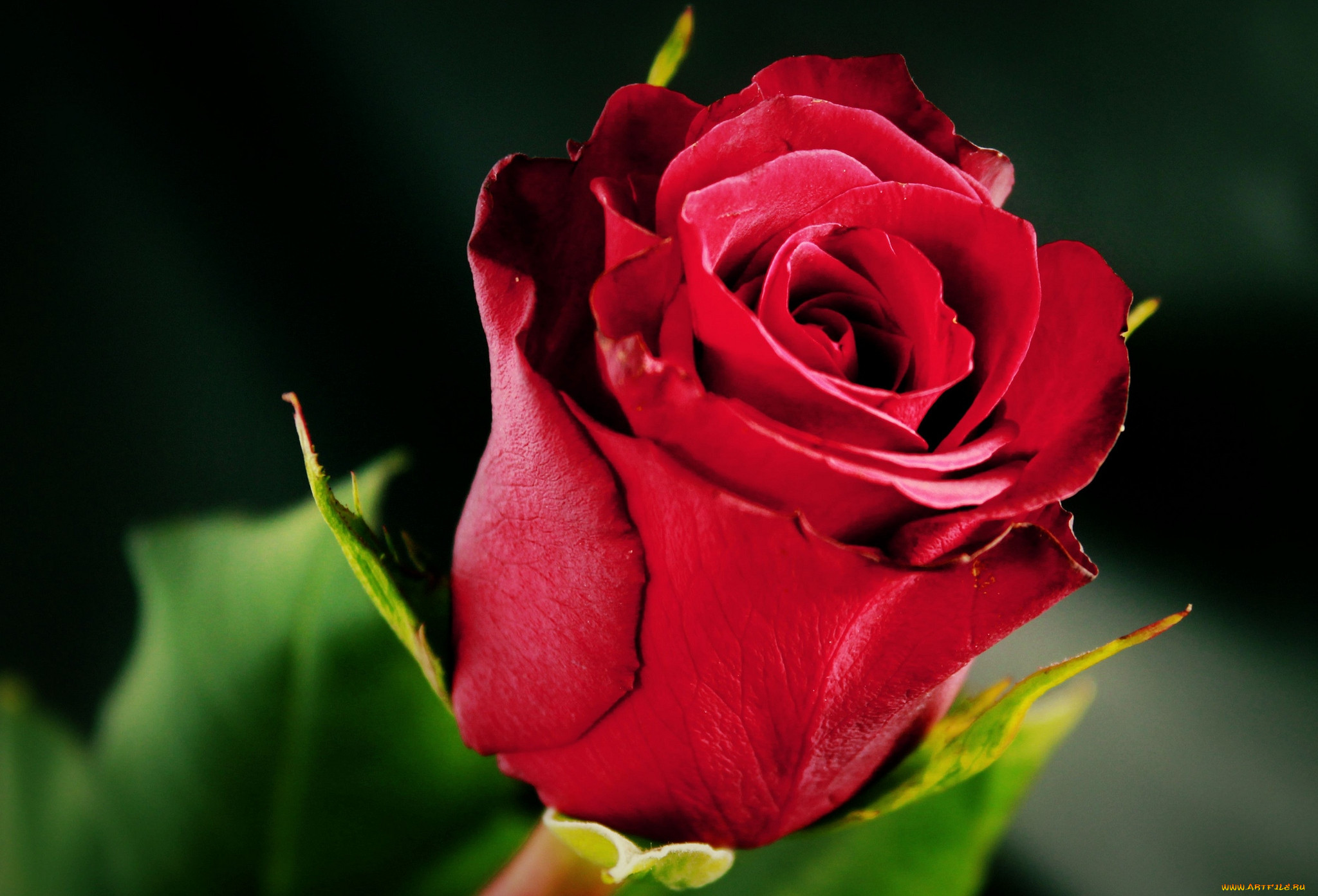 Бутон голландской розы