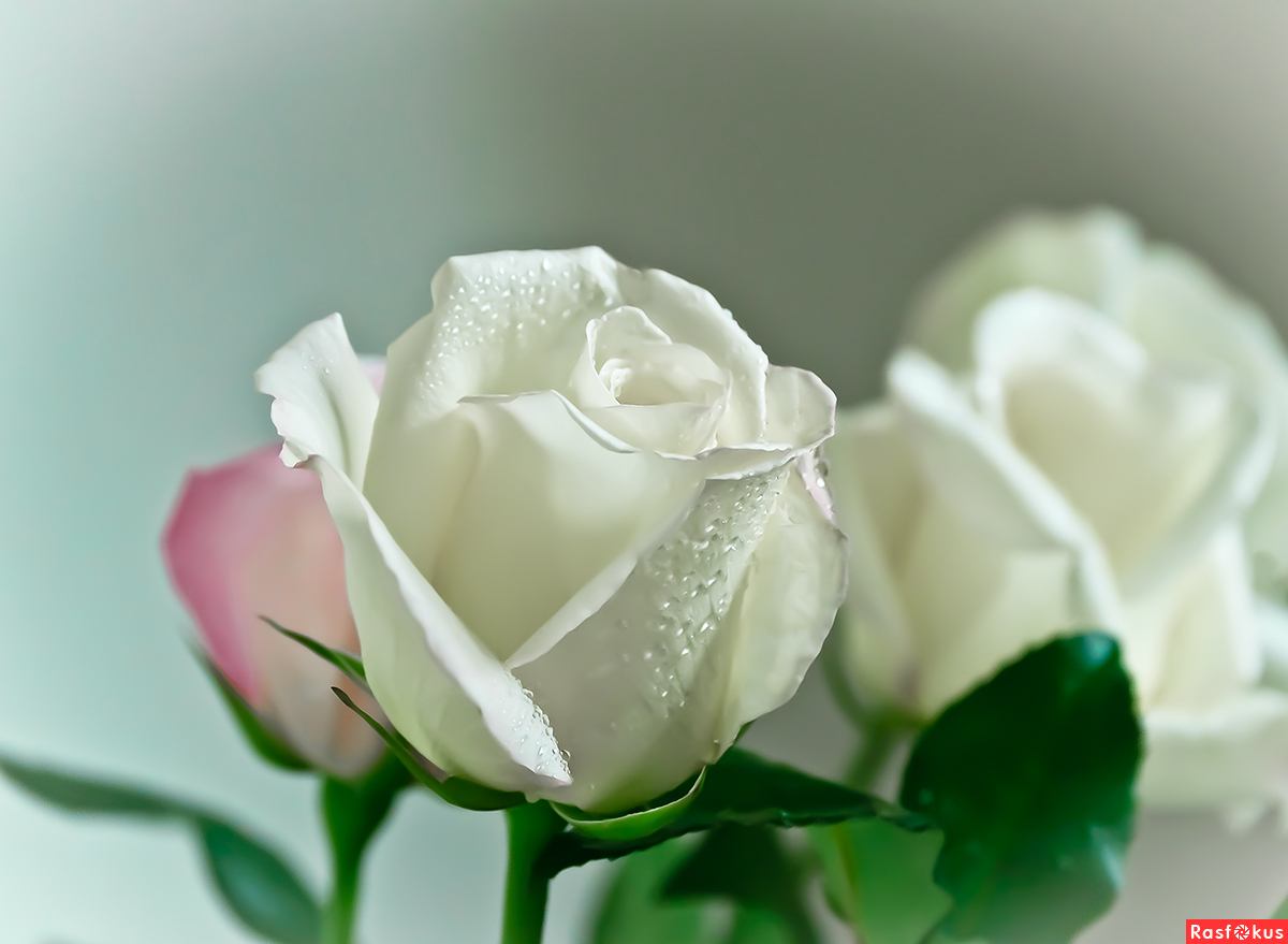 Открытки с добрым утром с белыми розами
