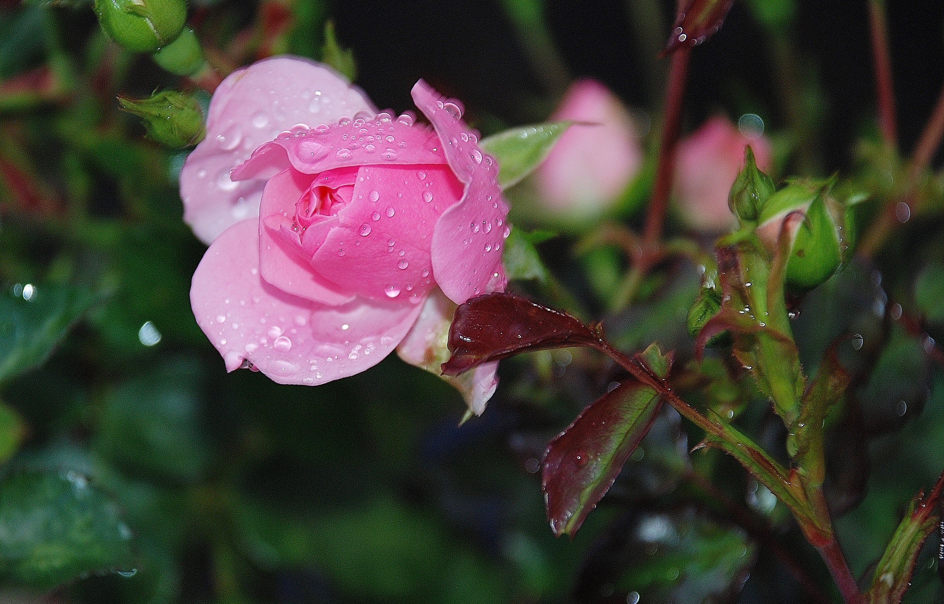 Роза капелька розовая