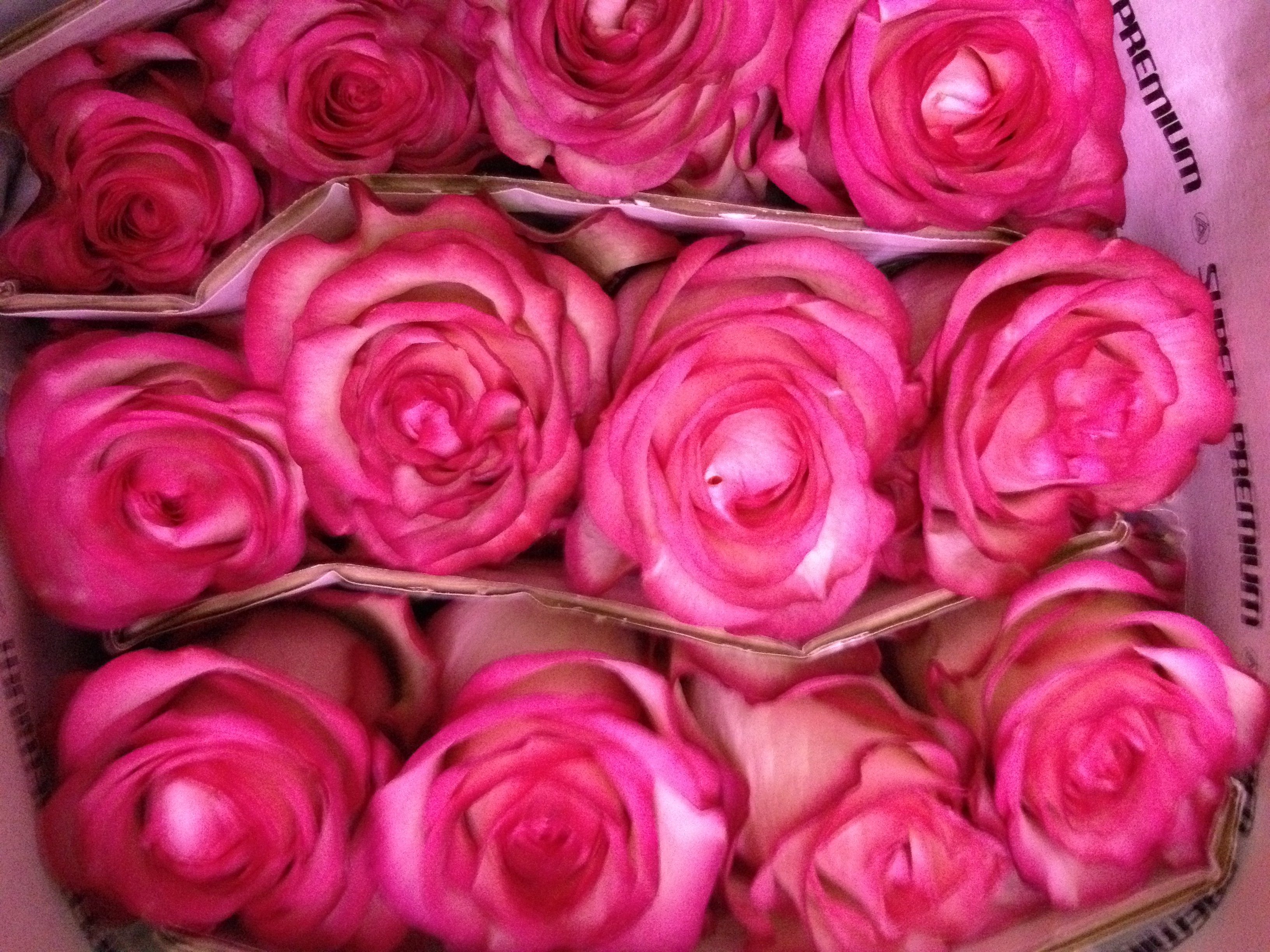 Роза срезочные розовые