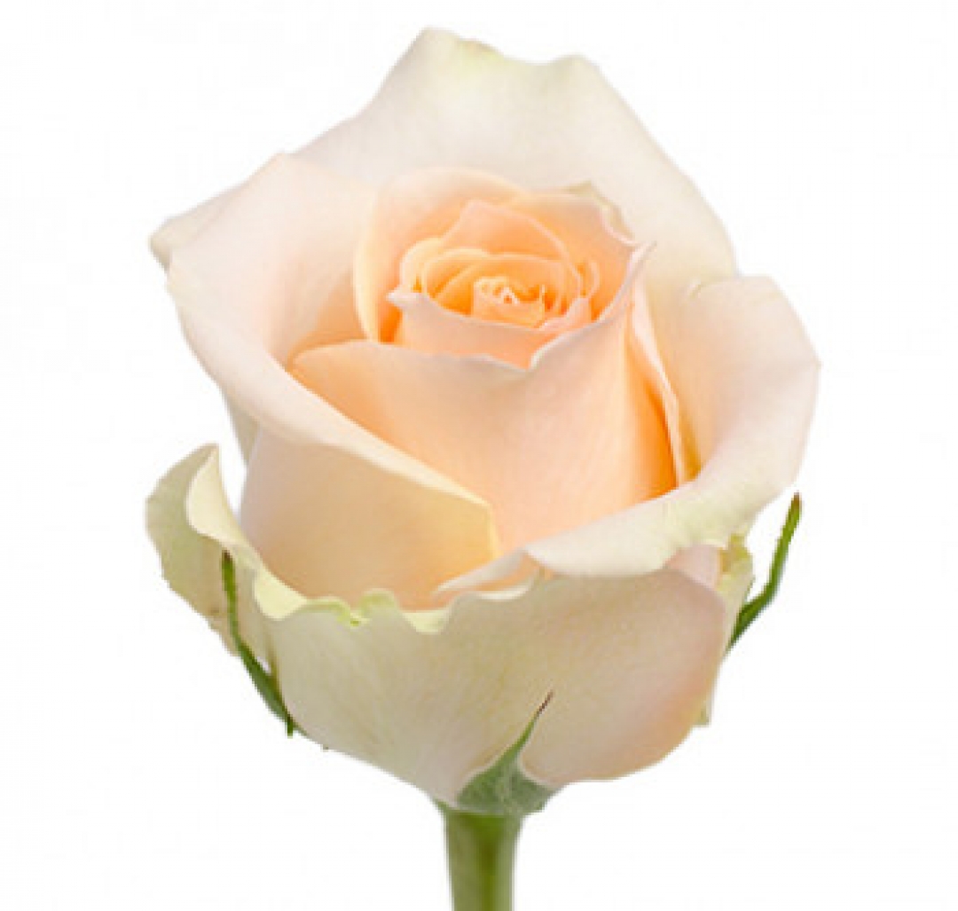 Tiffany роза Эквадор