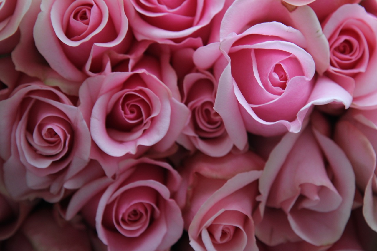 Цветы розовые названия Эквадор