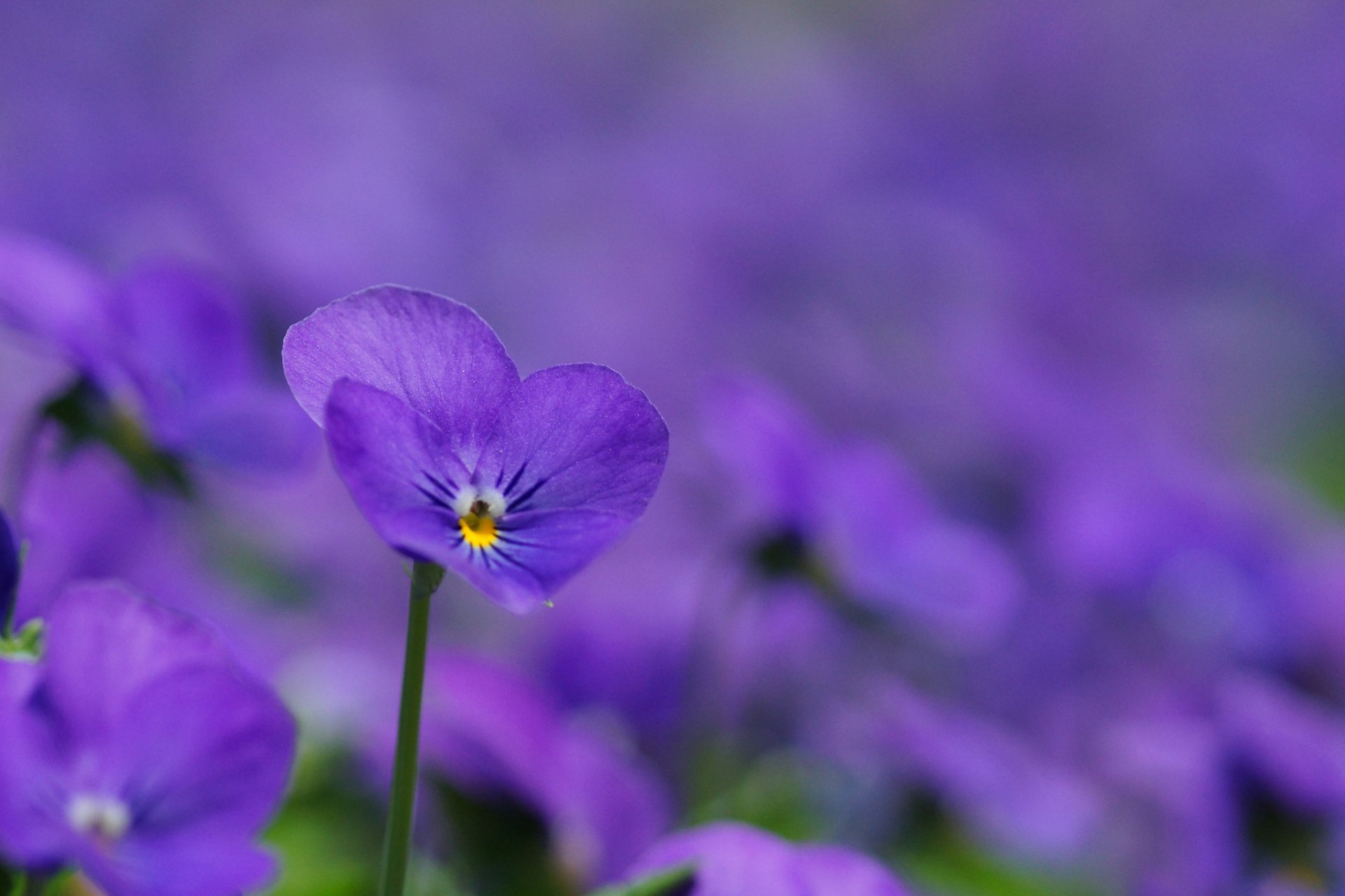 Красивые маленькие фиолетовые цветы