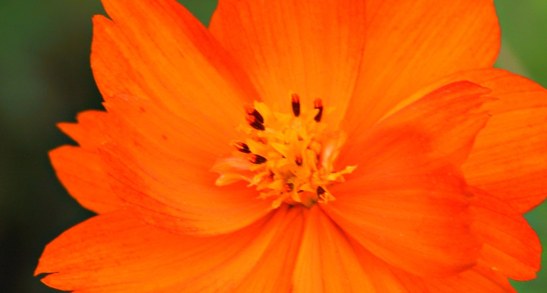 Оранжевый цвет фон фото