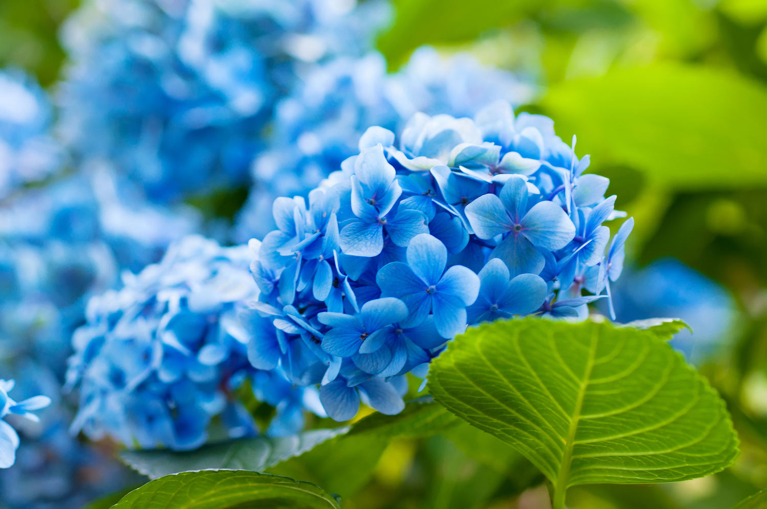 Майские праздники цветы синий