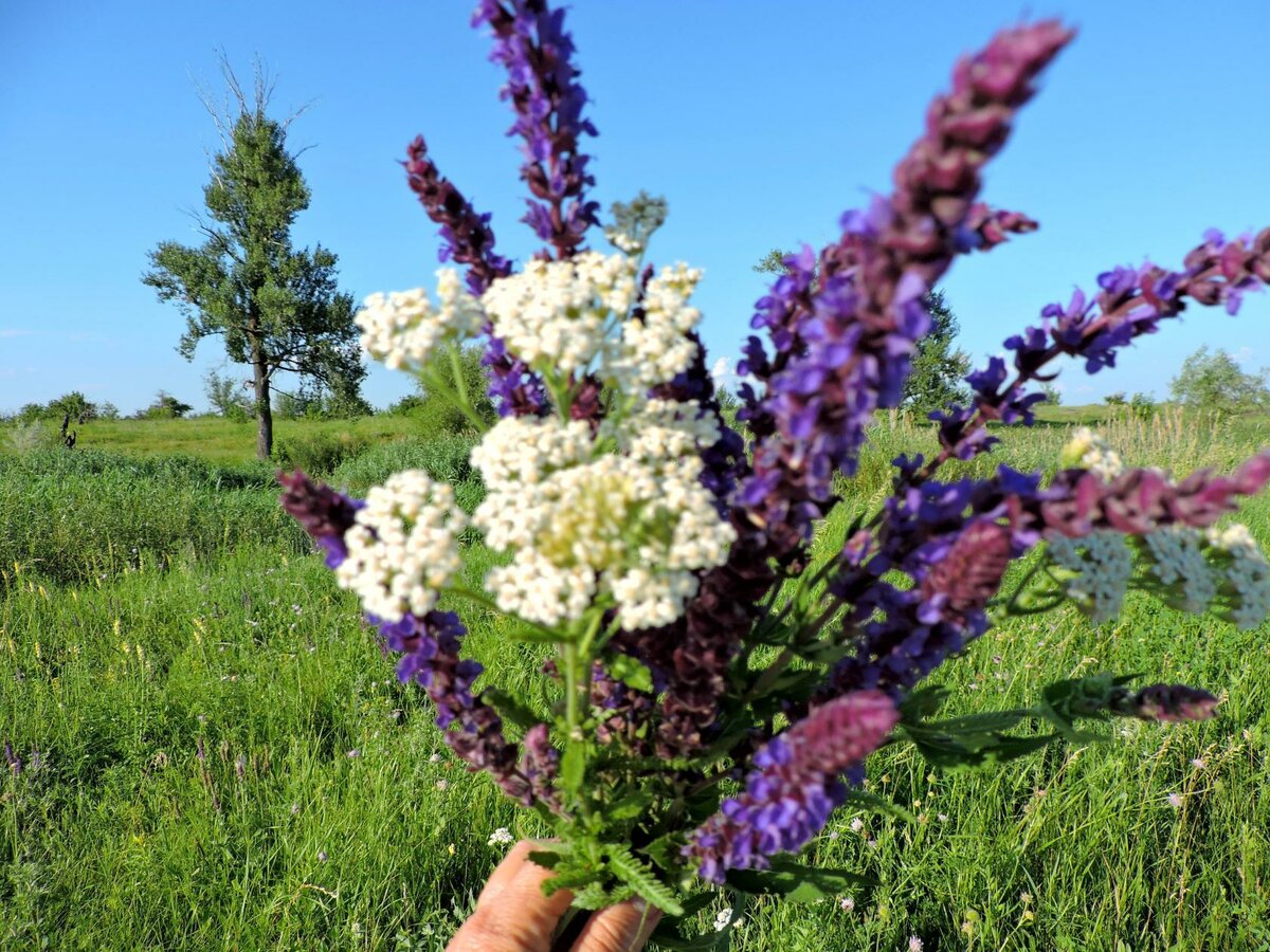 Букет полевых цветов фото Крыма