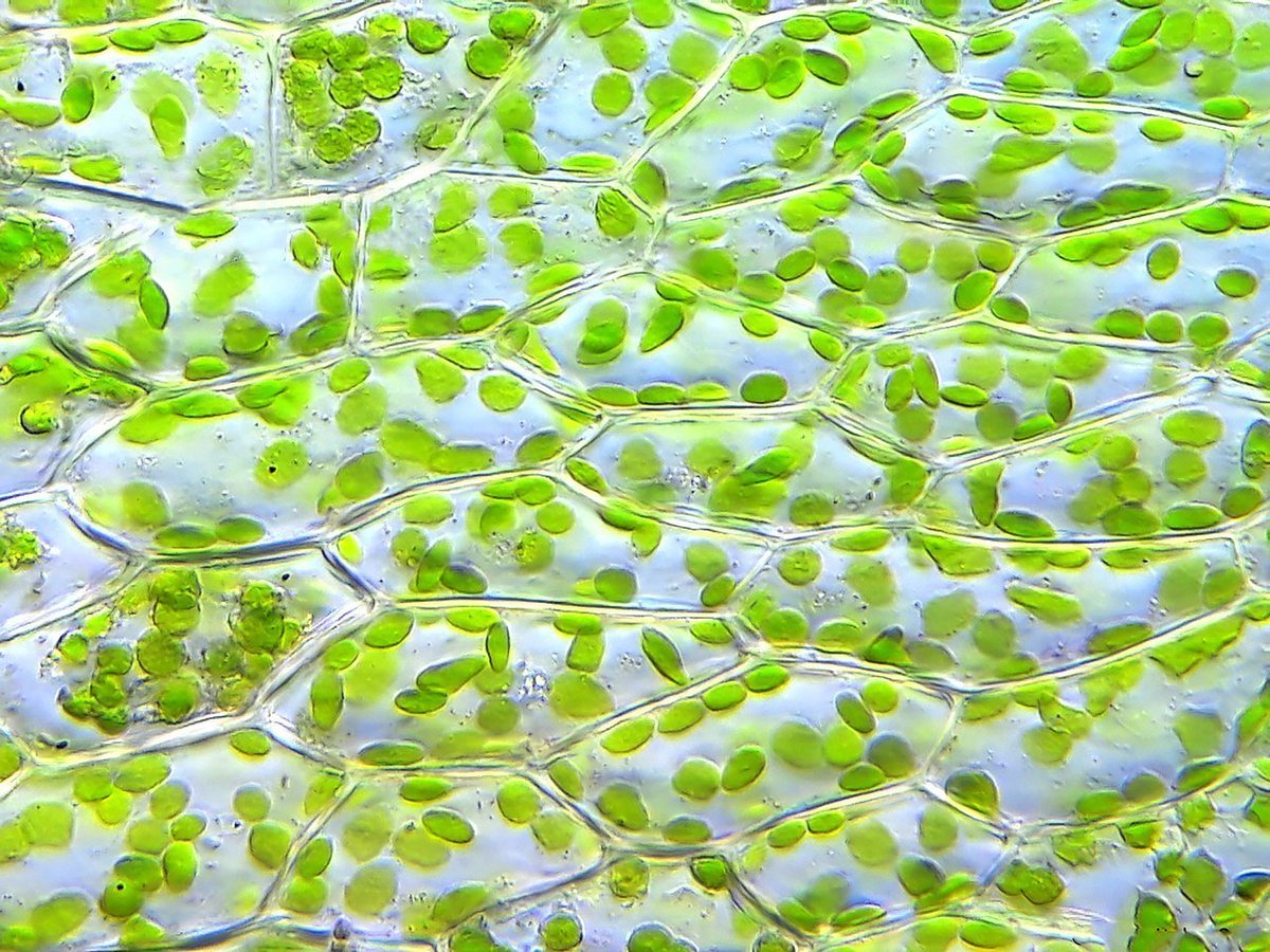 фотография клеток растений
