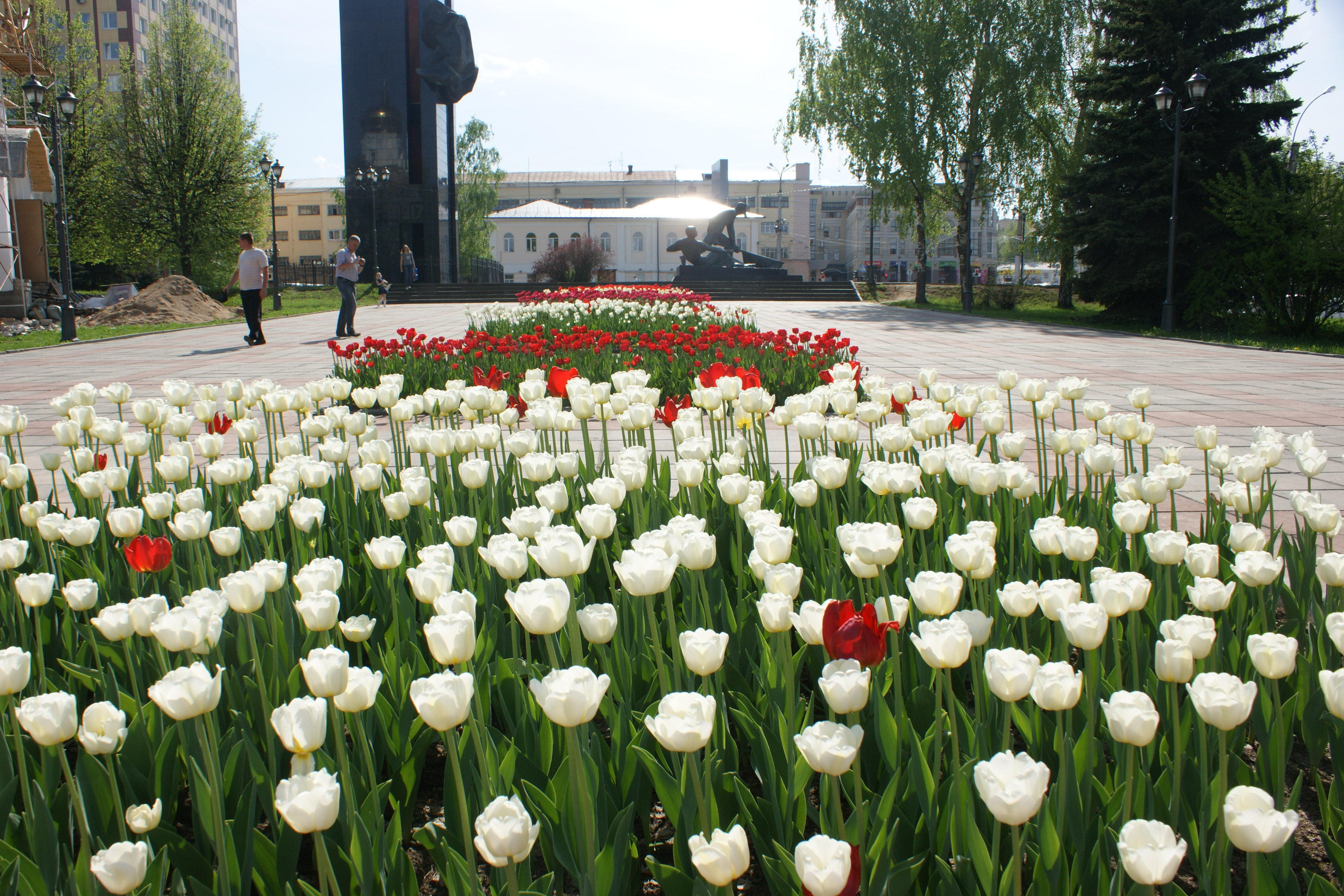 Тюльпаны на площади Пушкина Иваново