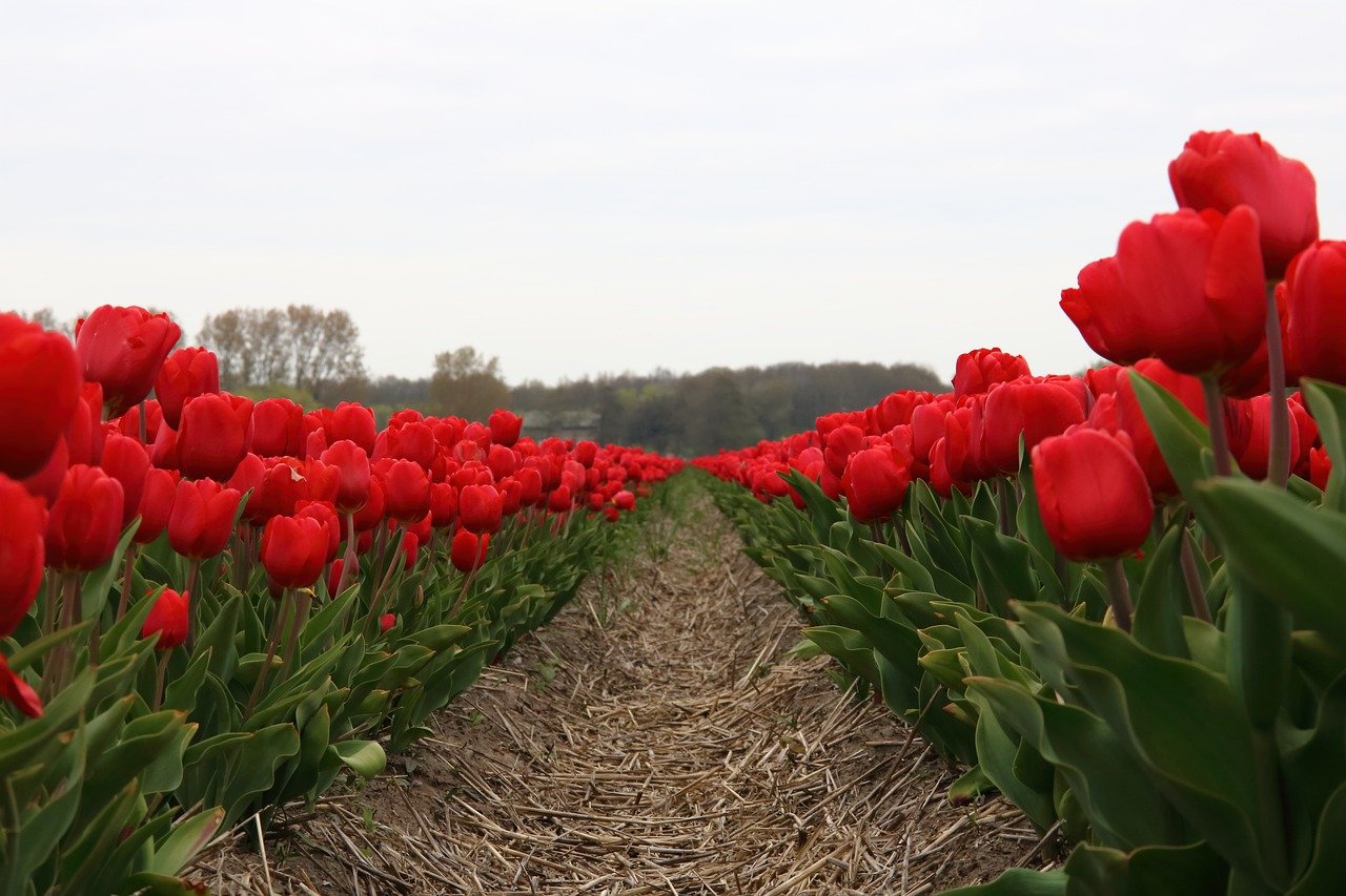 Нидерланды Родина тюльпанов