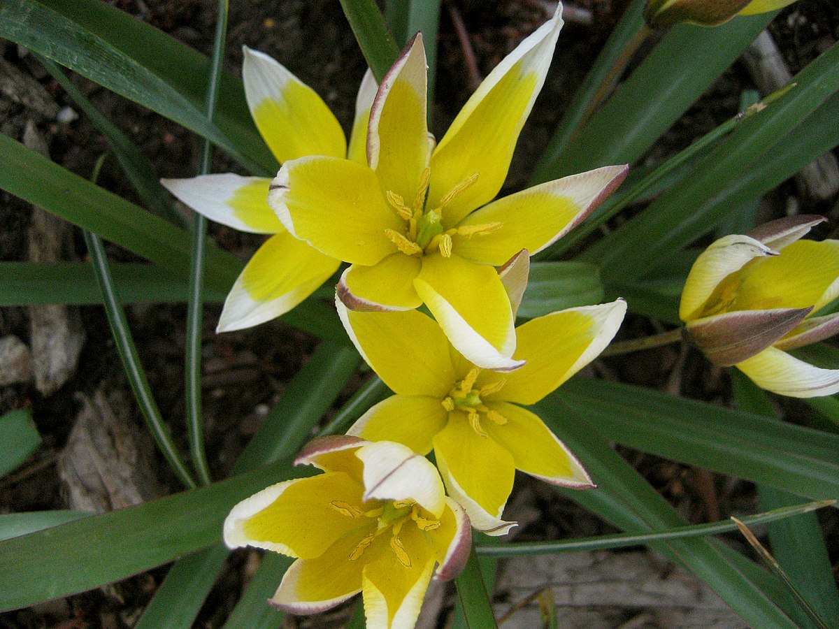 Turkestanica тюльпан