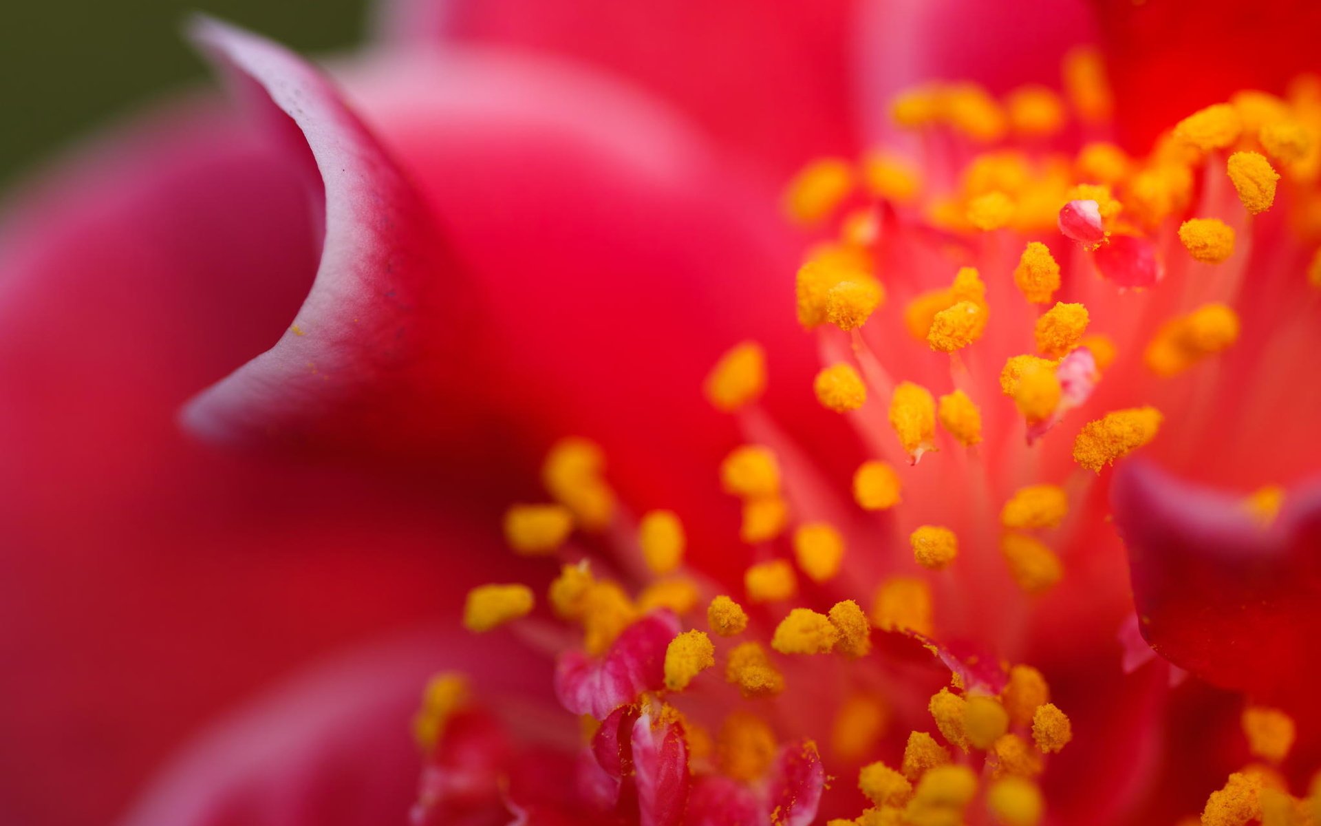 Лепесток цветка Макросъемка