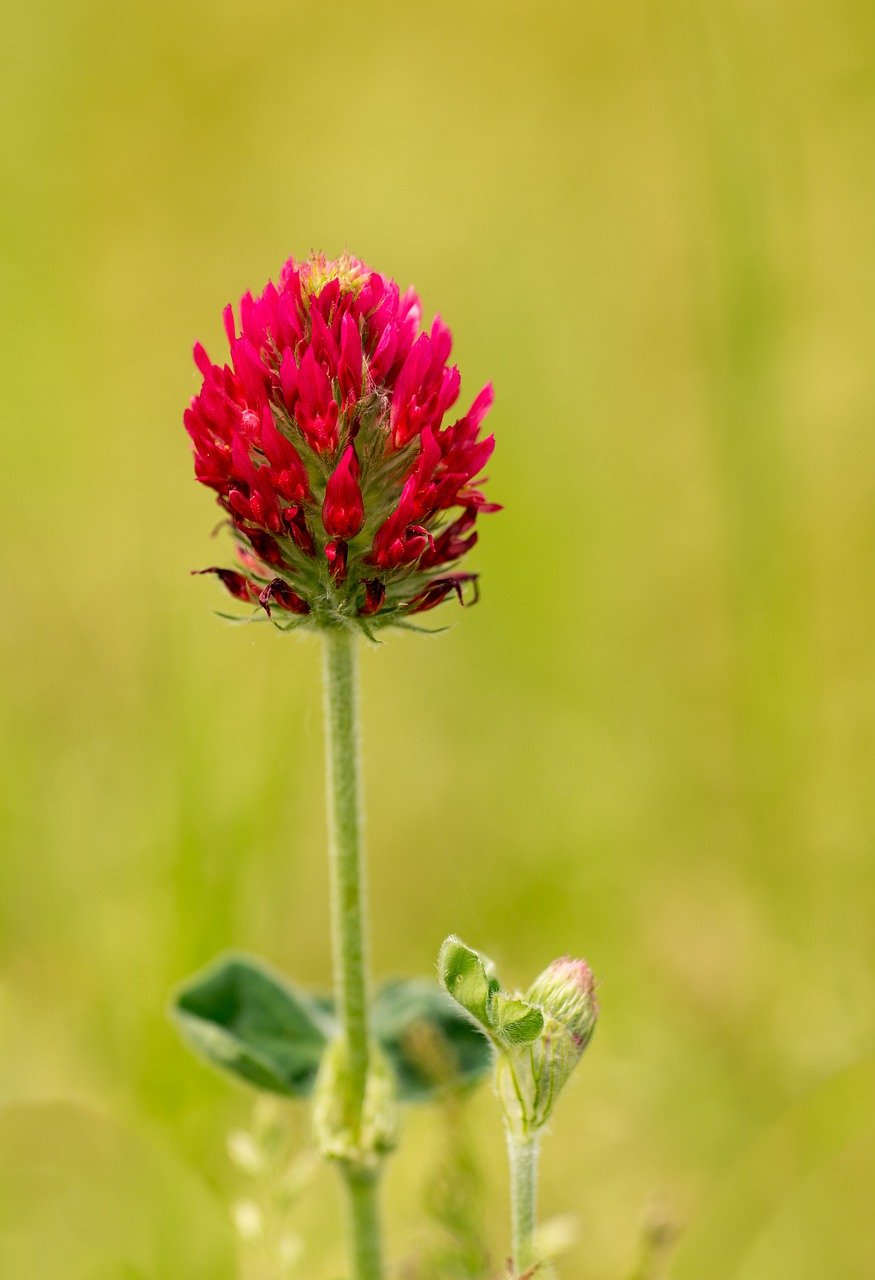 Красный Клевер Trifolium pratense