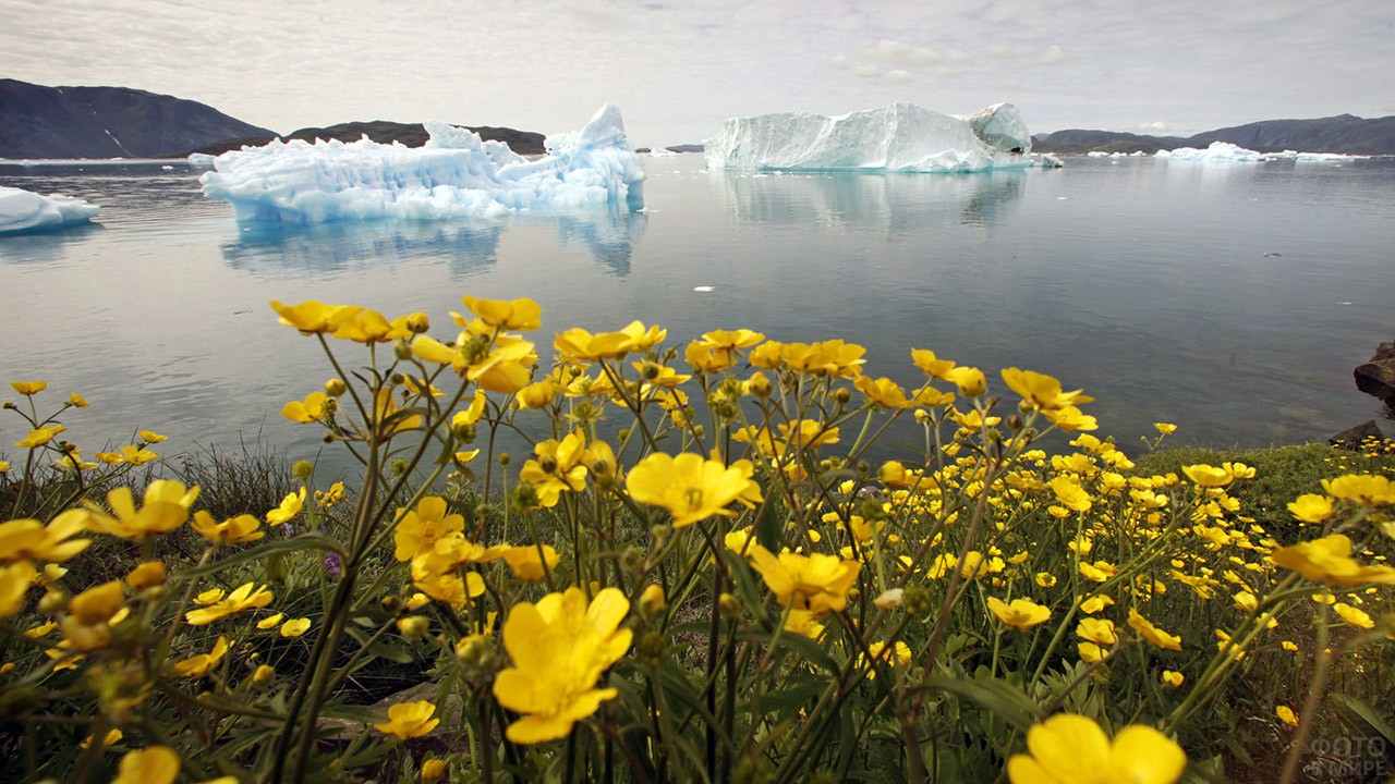 Остров Гренландия растительность