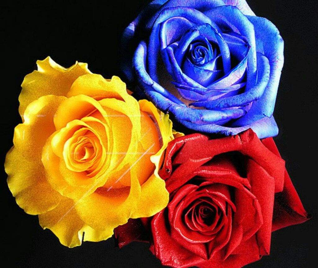 Три разноцветные розы