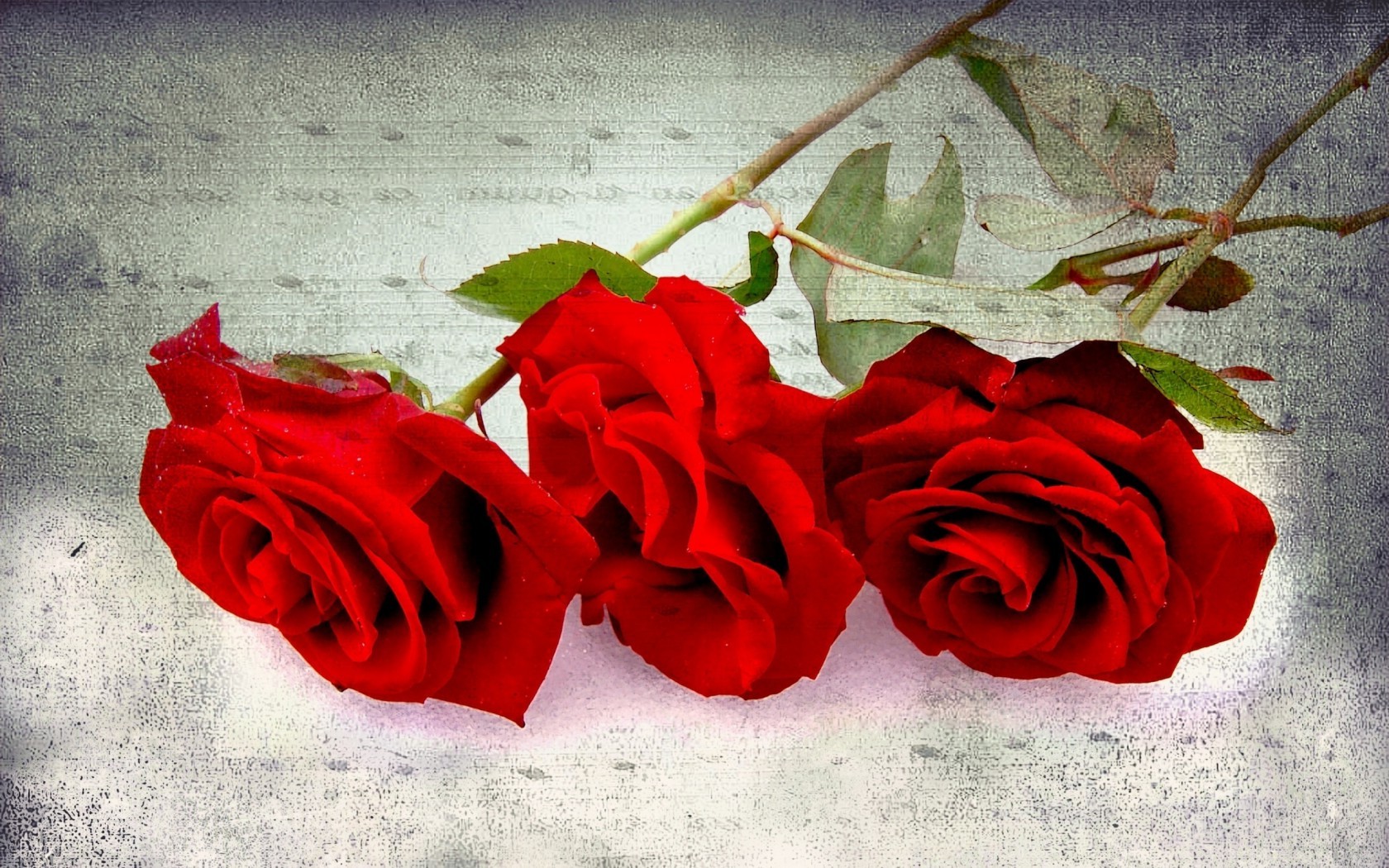 Три красивых красных розы тебе