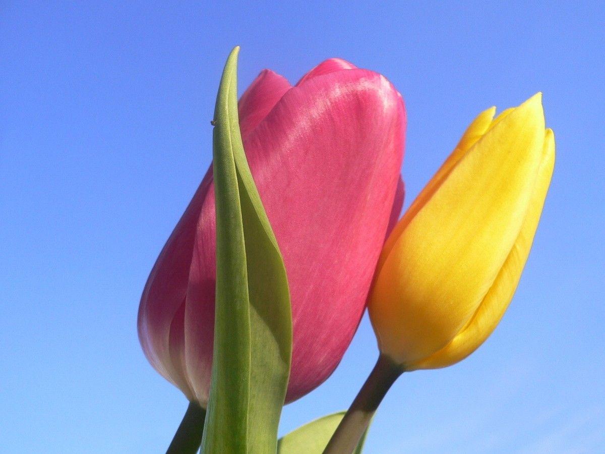 фото двух тюльпанов