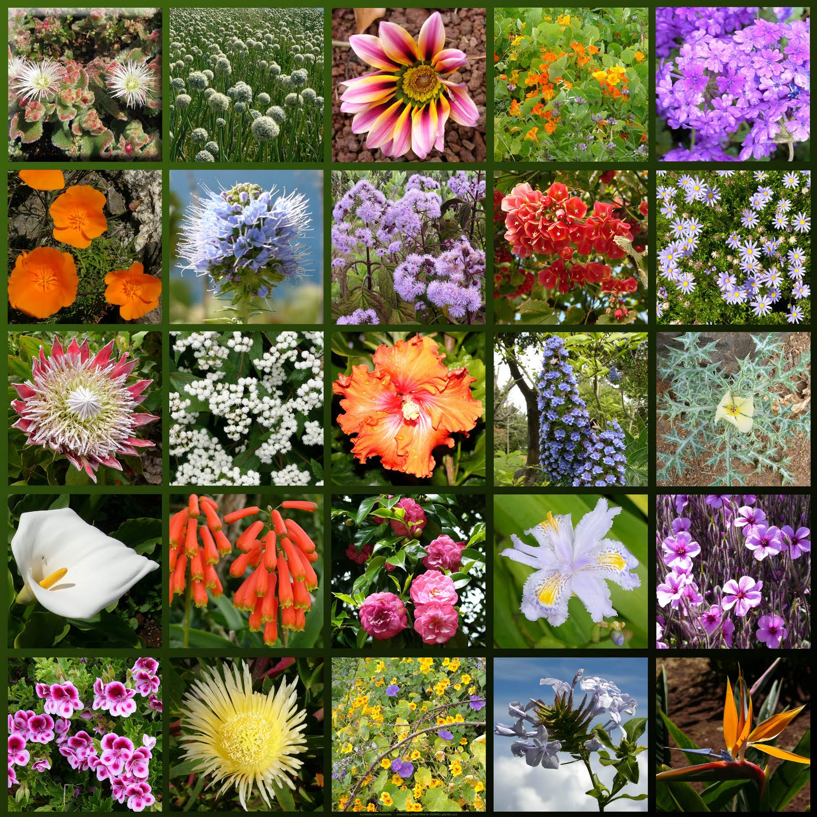 цветы фото и названия все виды