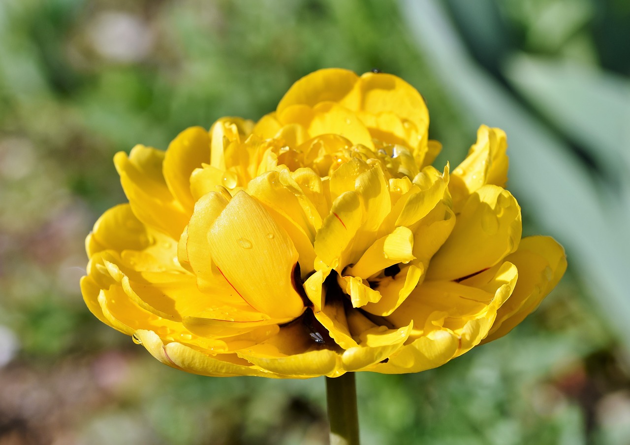 Тюльпан желтый Бахромчатоый