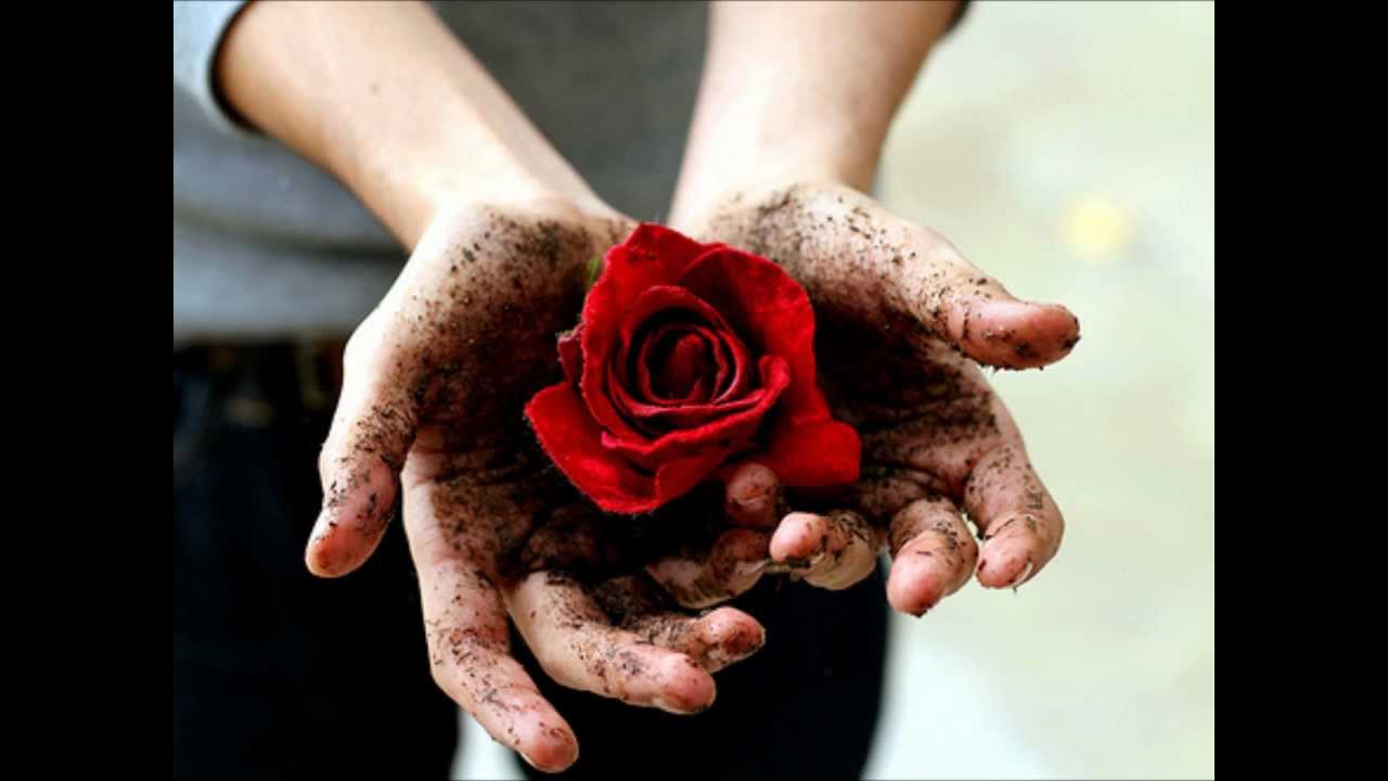 Поломанные цветы в руках