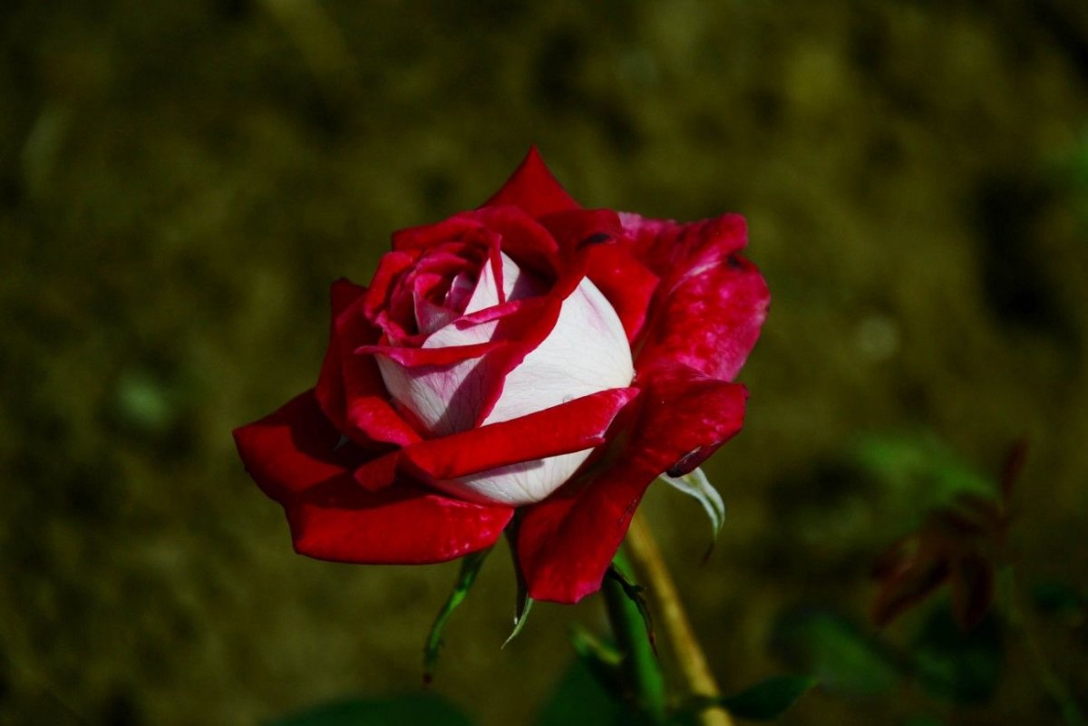 Чайная роза Осирия