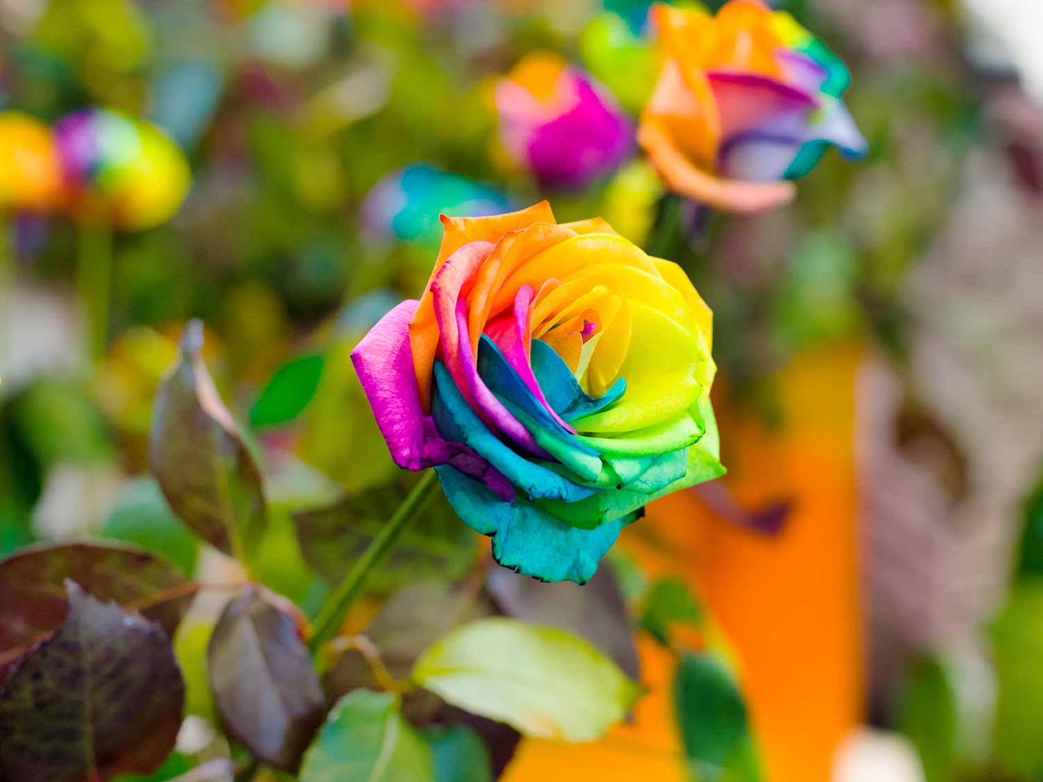 фото разноцветных цветов