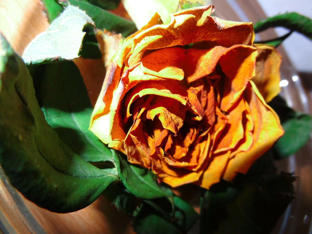 Увядшая желтая роза
