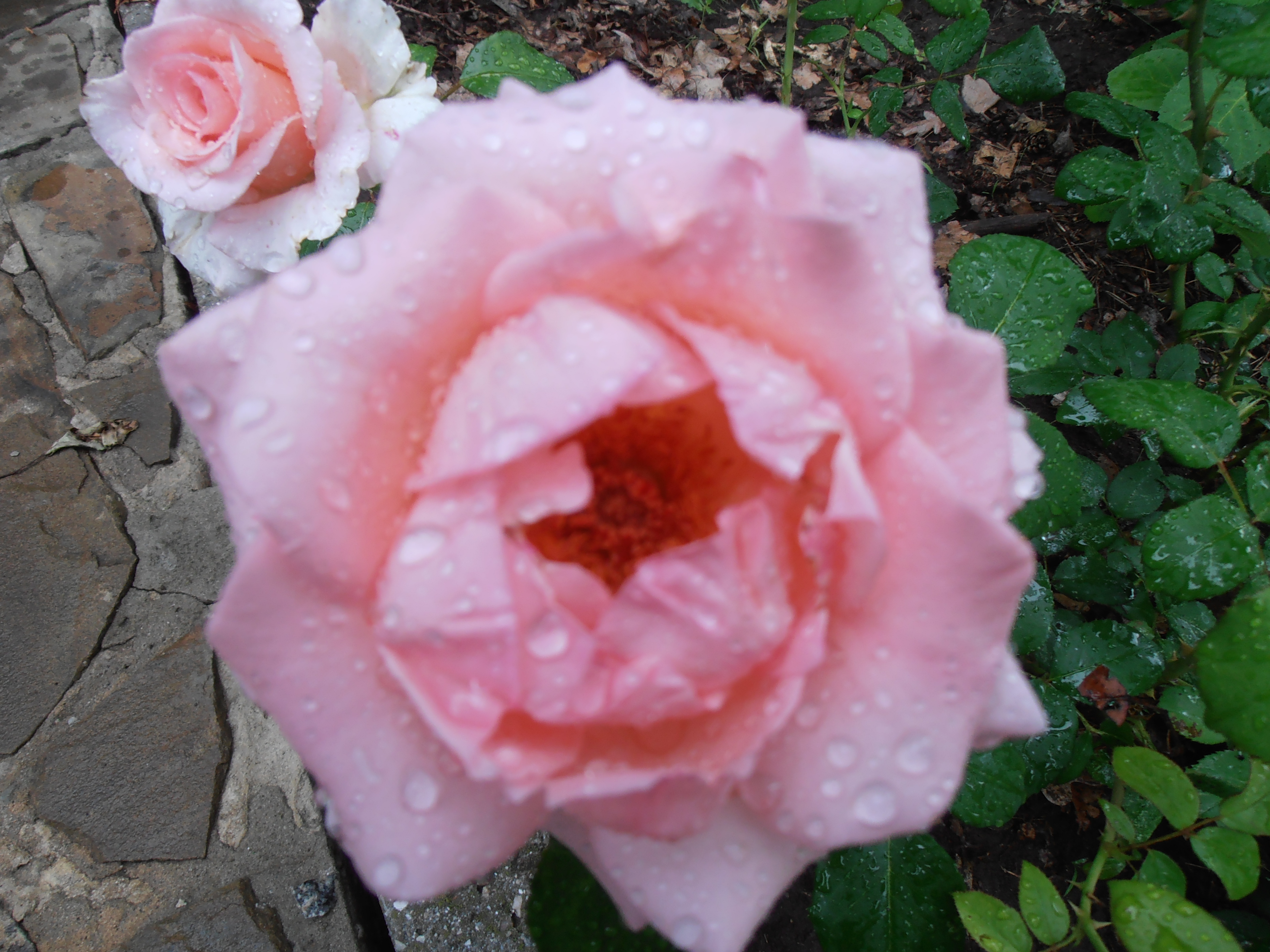 Роза бледно розовая чайно гибридная