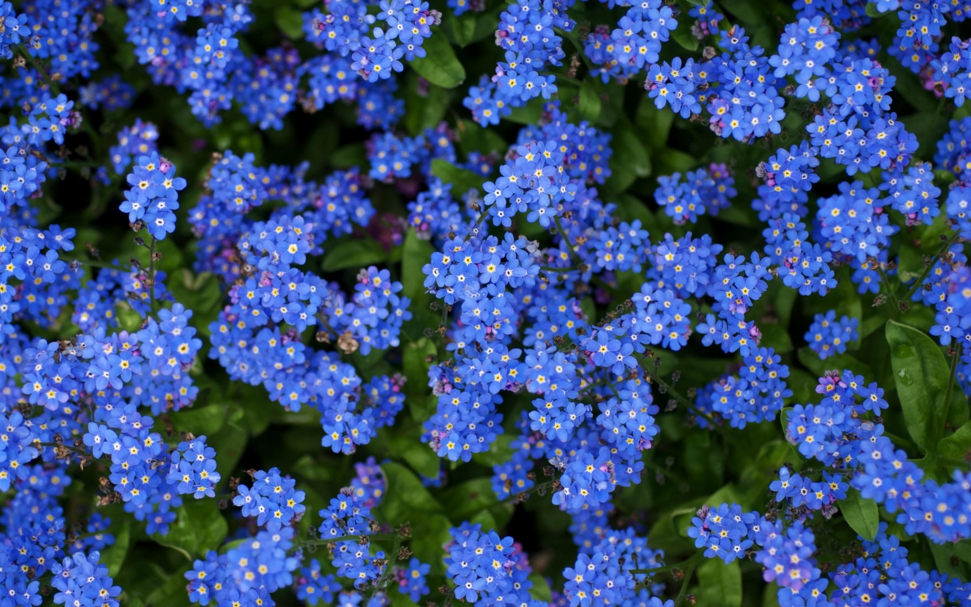 Голубенькие Цветочки