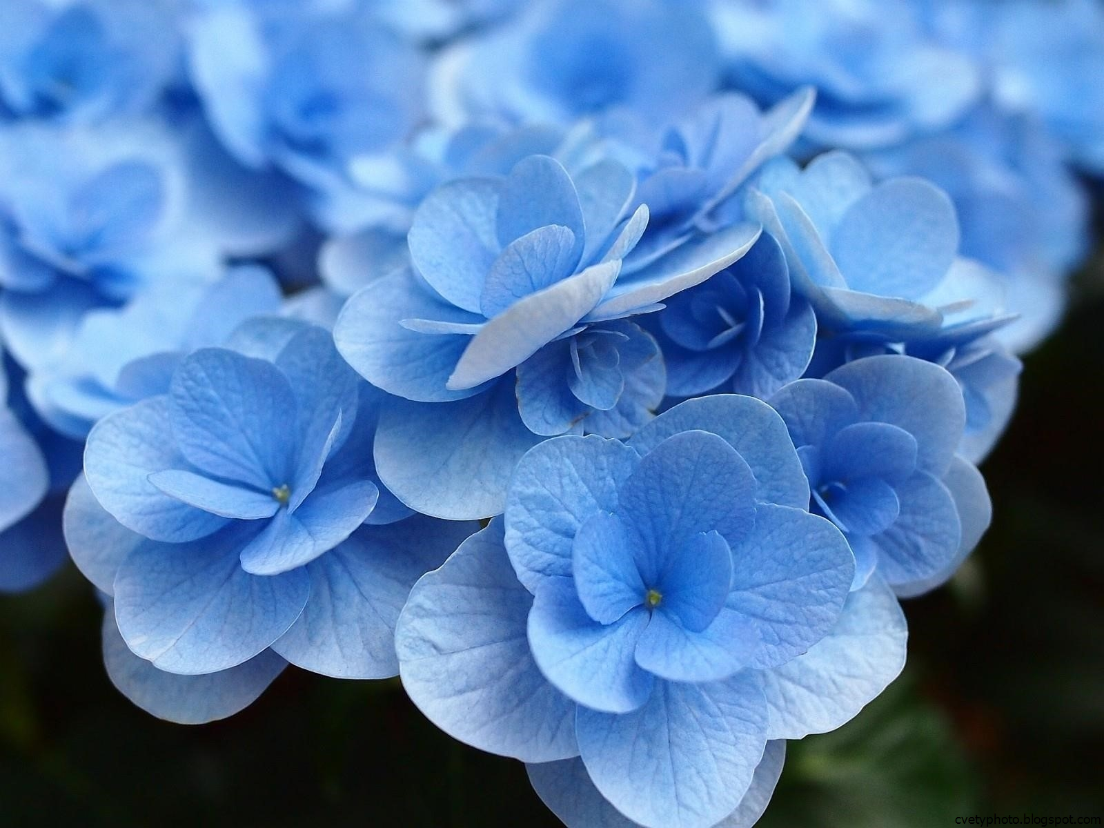 Обои Голубого Цвета Фото