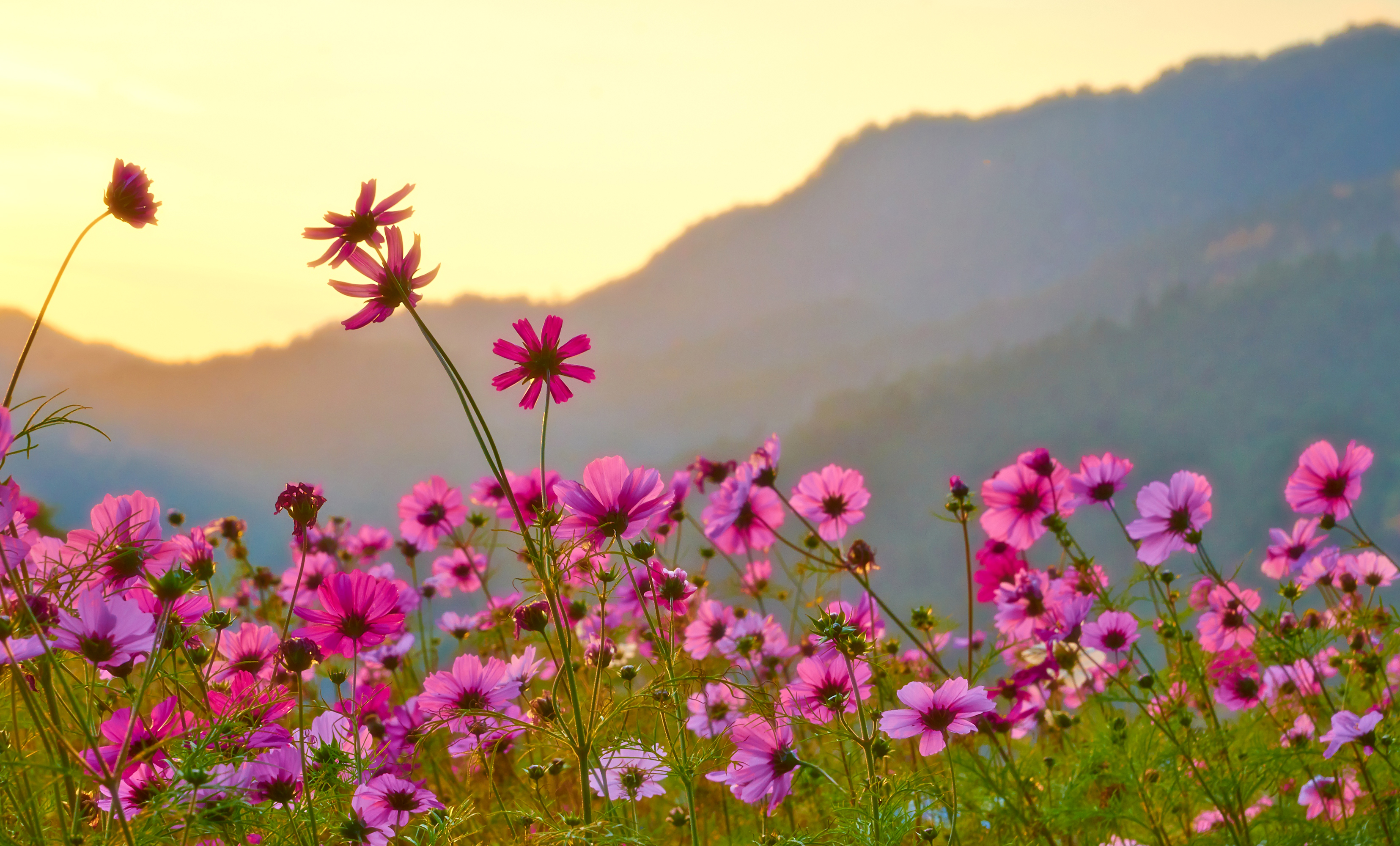 Космея цветок Япония