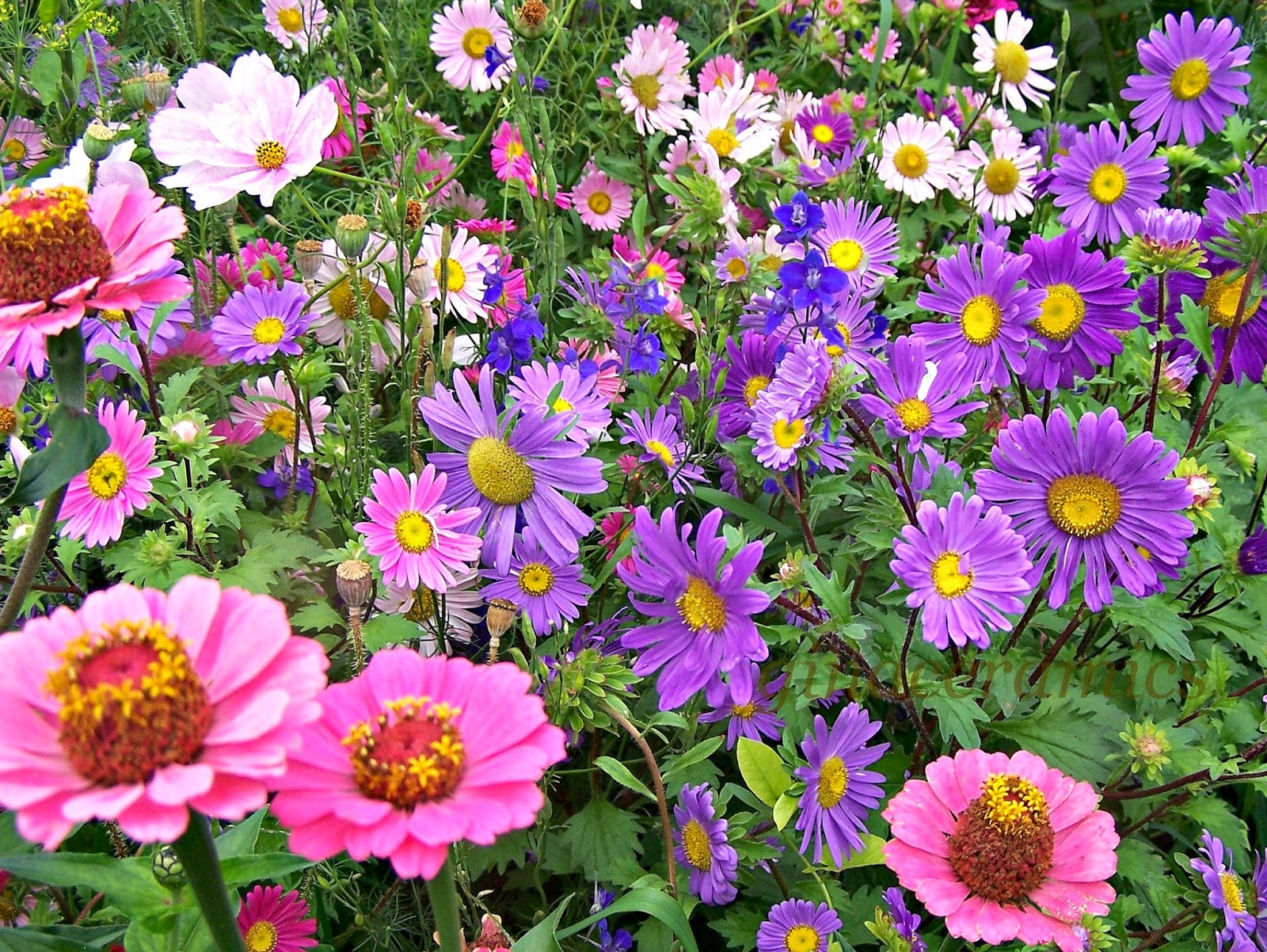 Садовые цветы однолетки фото и названия по алфавиту
