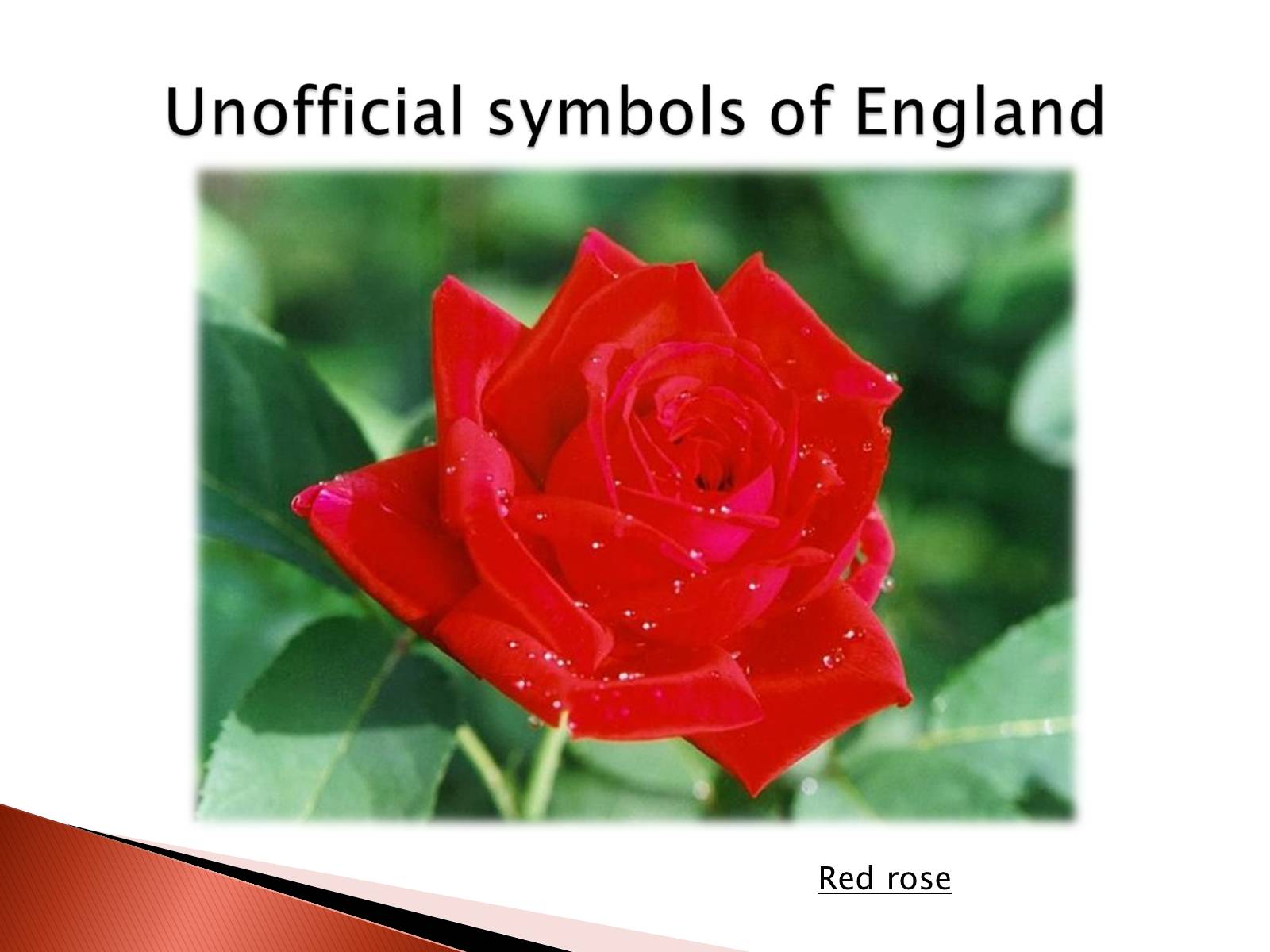 Символ Англии красная роза на английском
