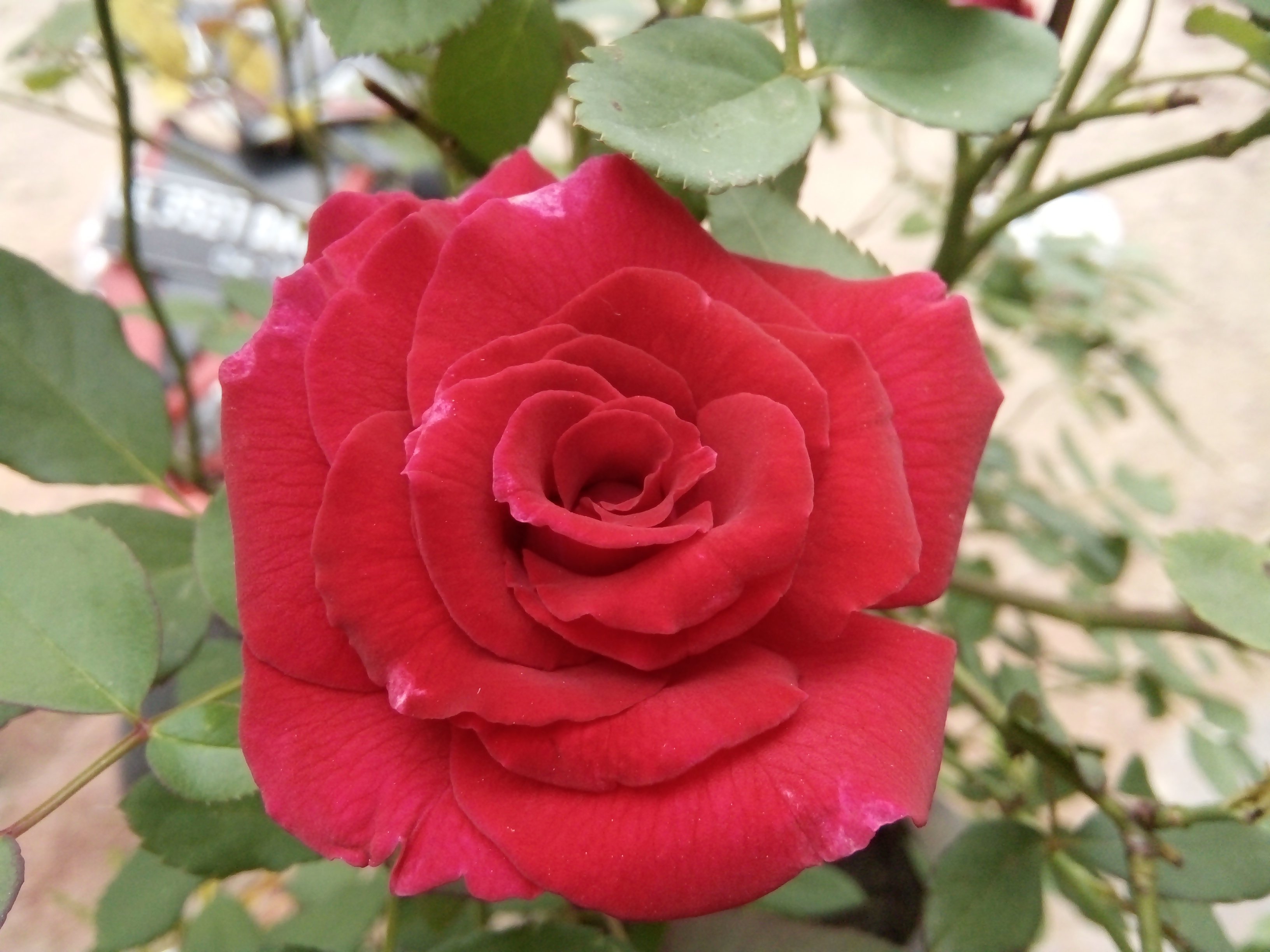 Роза сумбол
