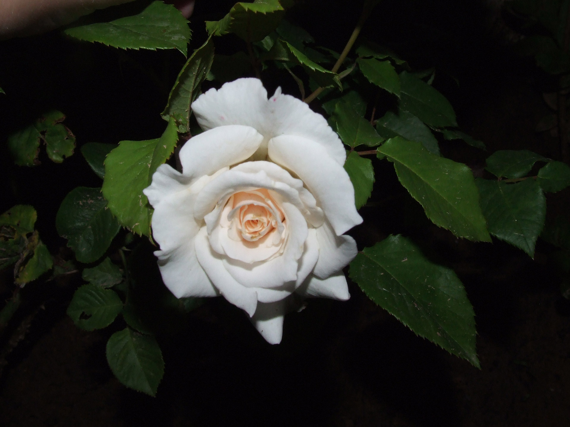Роза Кеннеди цветок фото