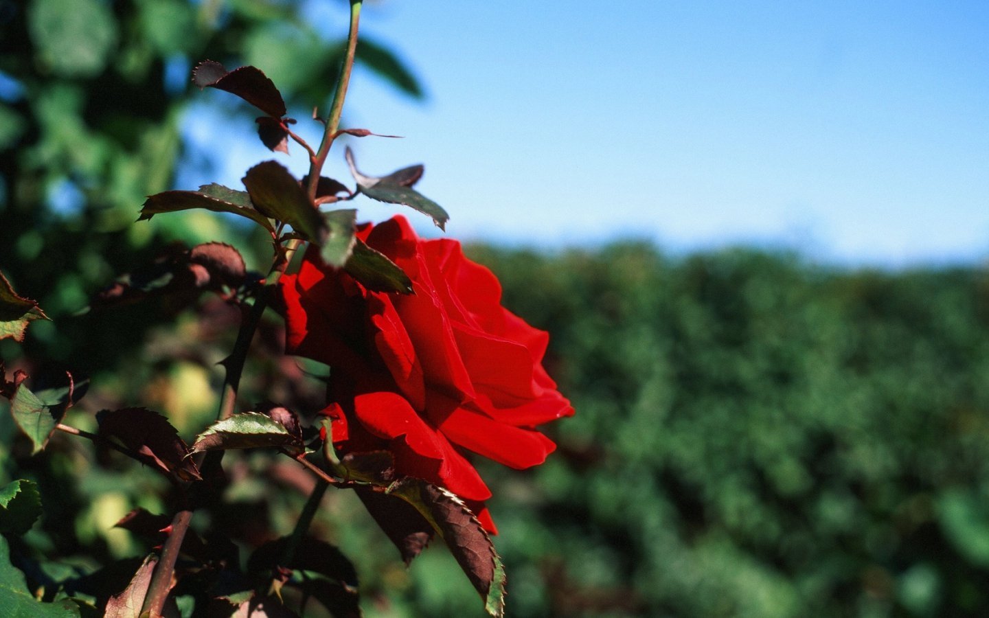 Кусты роз в природе