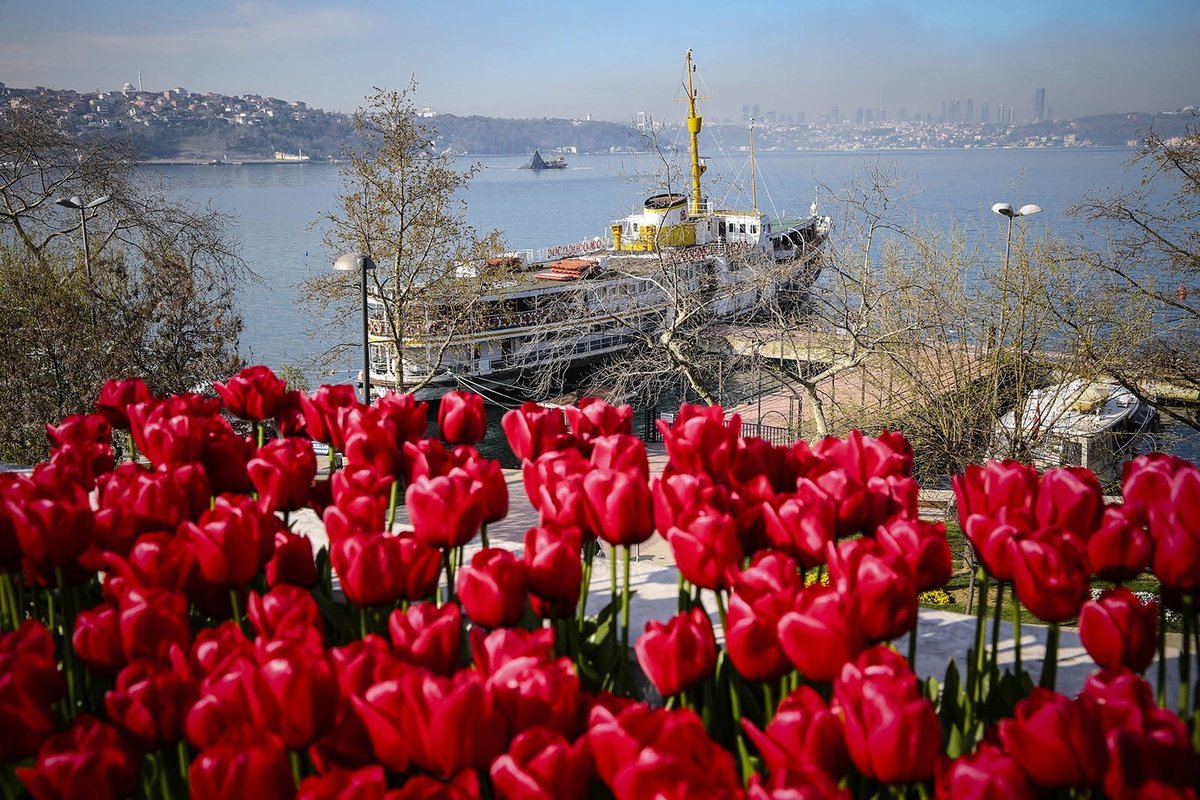 Стамбул фестиваль тюльпанов Султанахмет