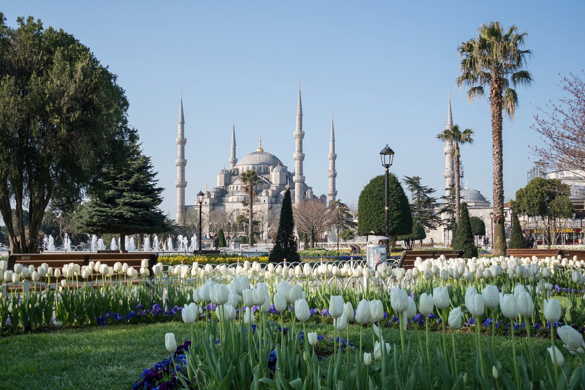 Стамбул Турция голубая мечеть тюльпаны
