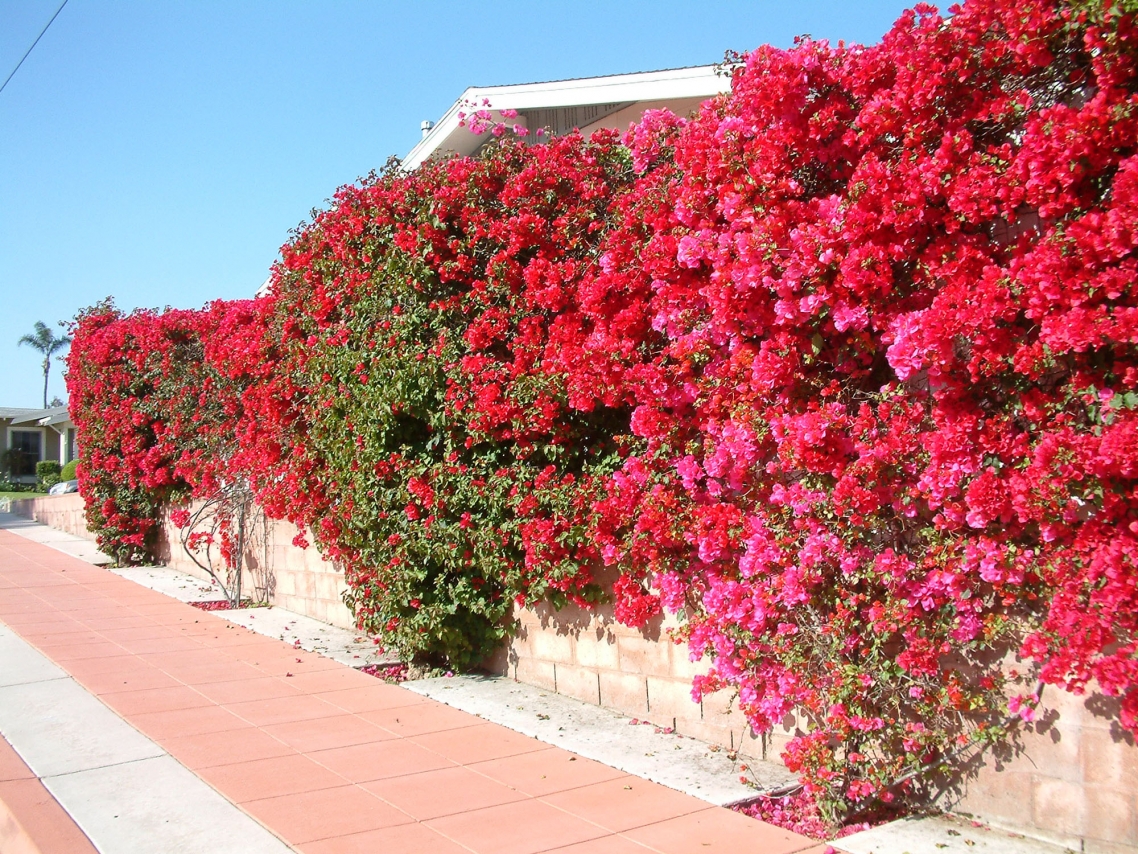 Розовое Дерево В Израиле