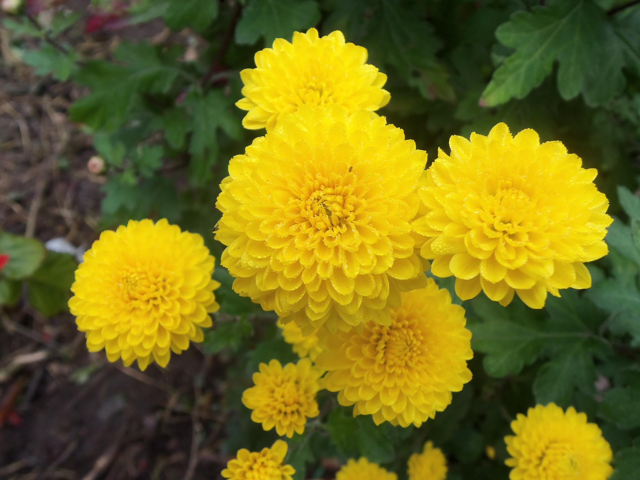 Многолетки желтый цветок