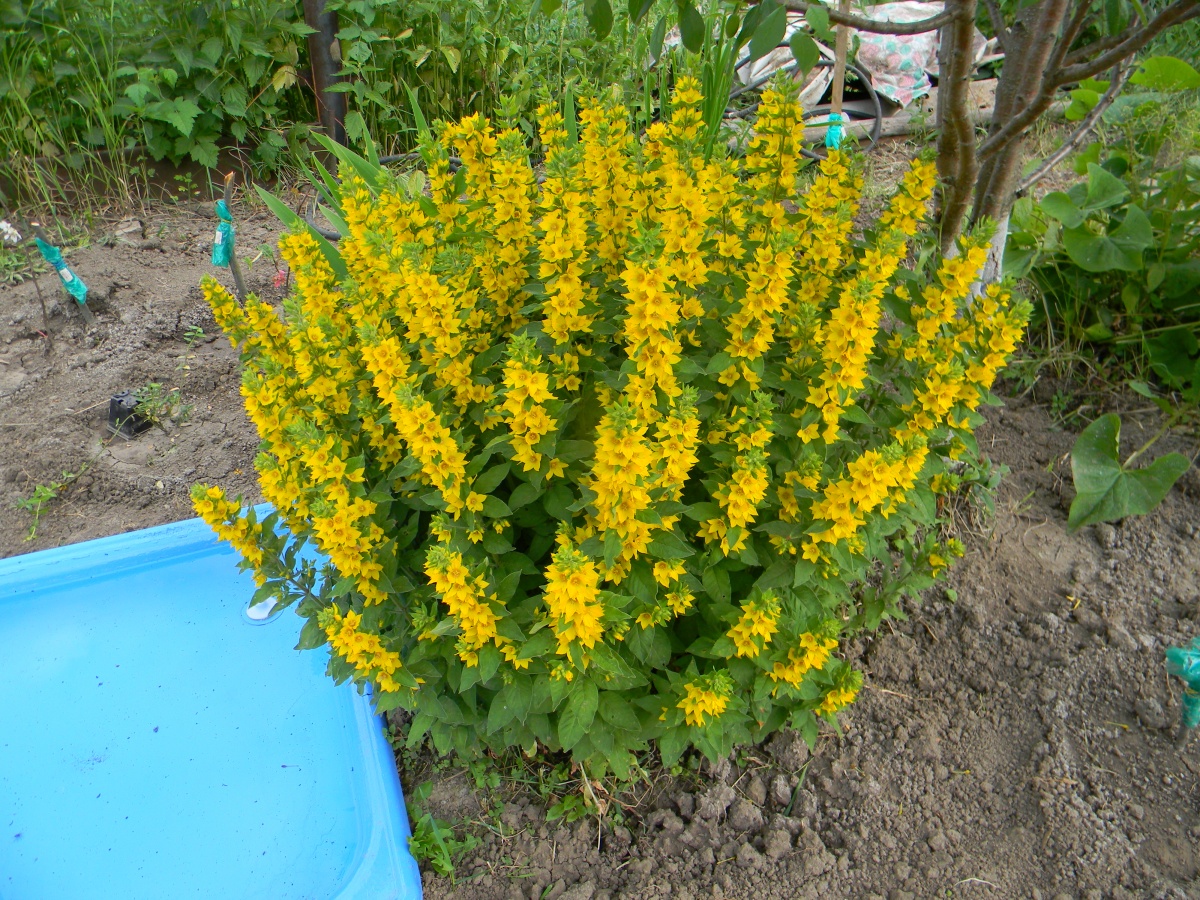 Как называется многолетний цветок с желтыми цветами фото