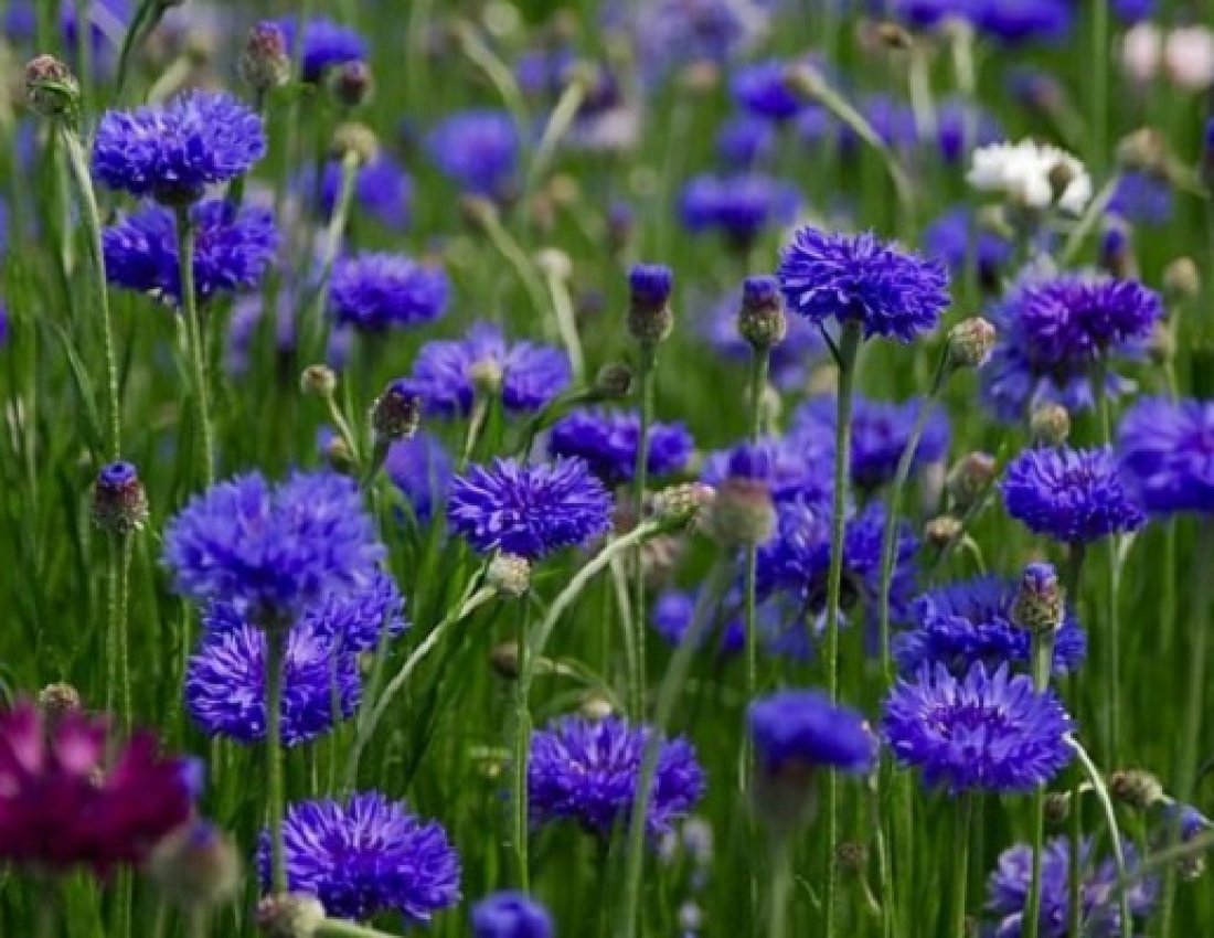 Полевые Синие Цветы