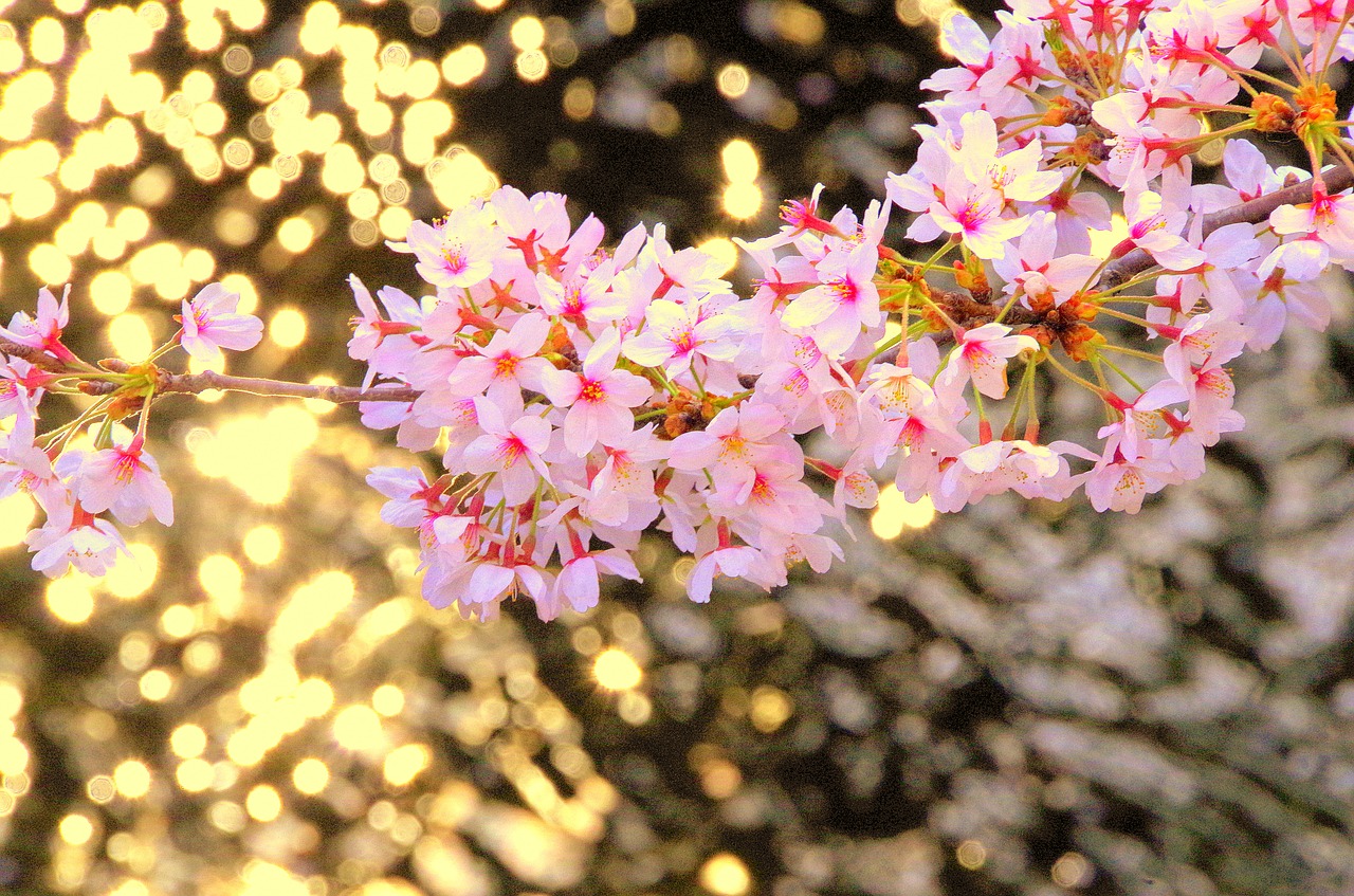 Цветы Флора Японии