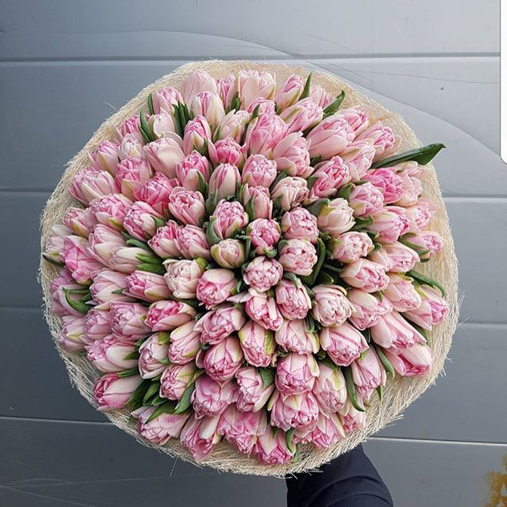 Голландские пионовидные тюльпаны