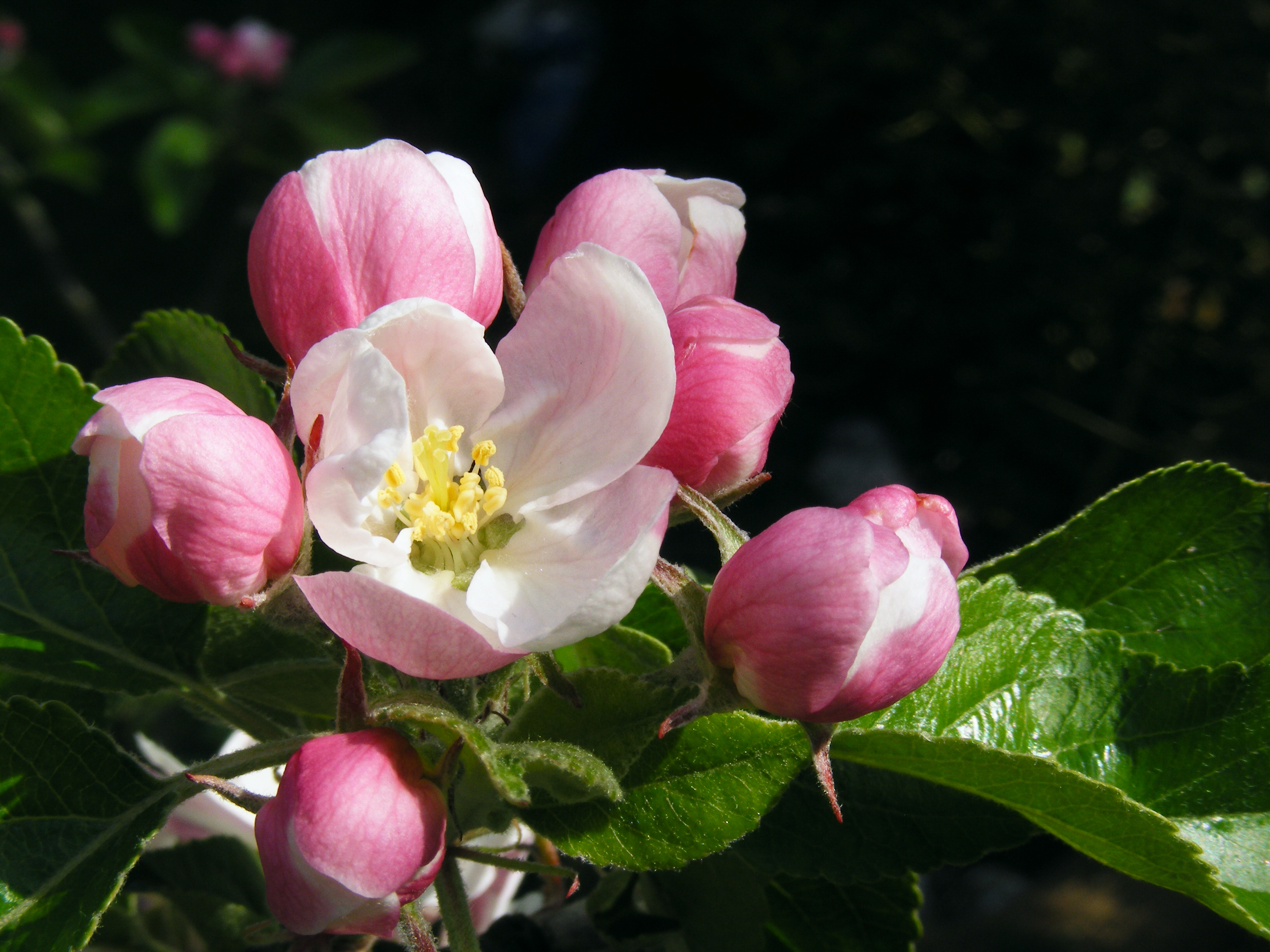 Эппл блоссом (Apple Blossom)