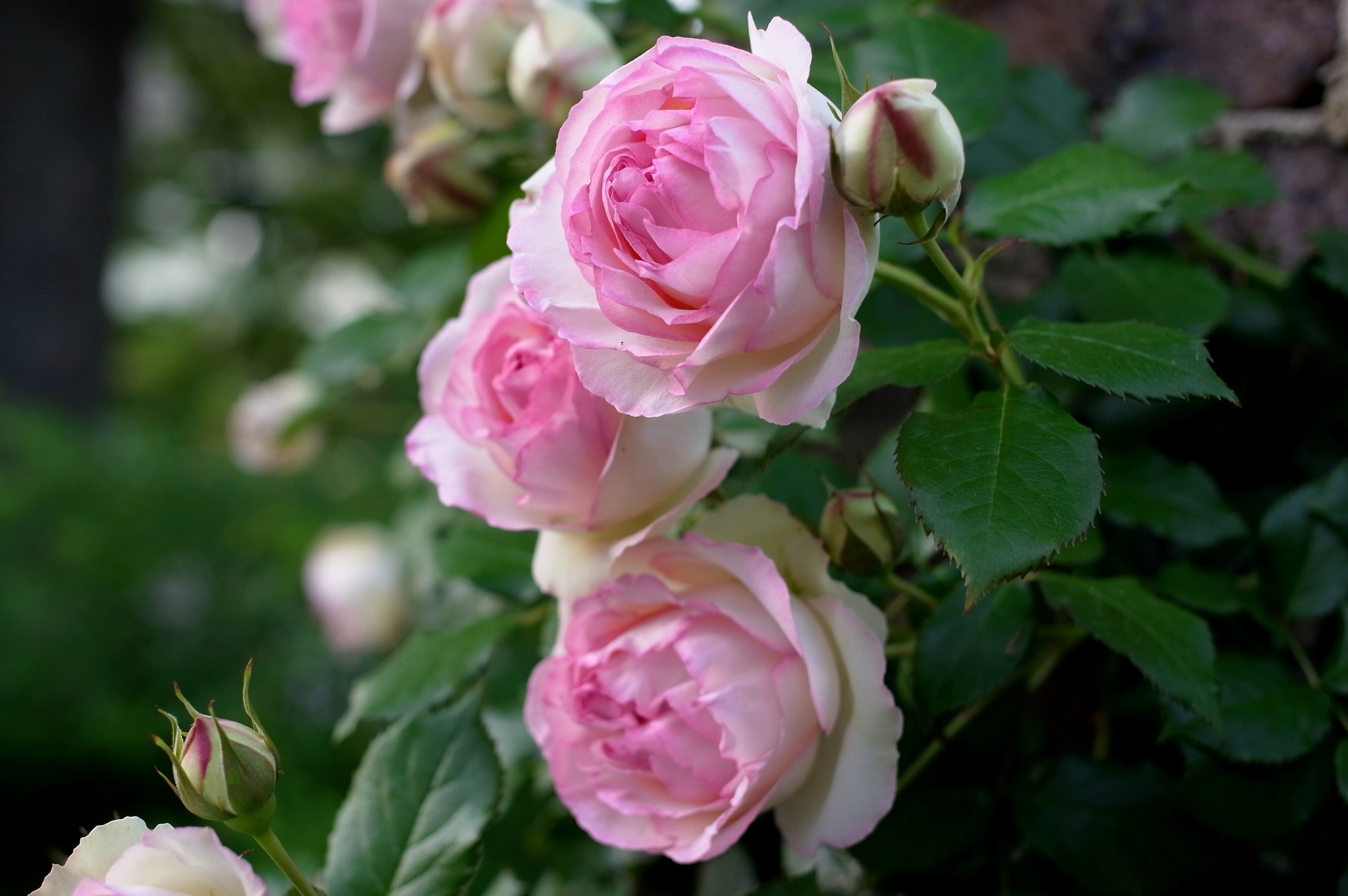 Розовые розы в саду