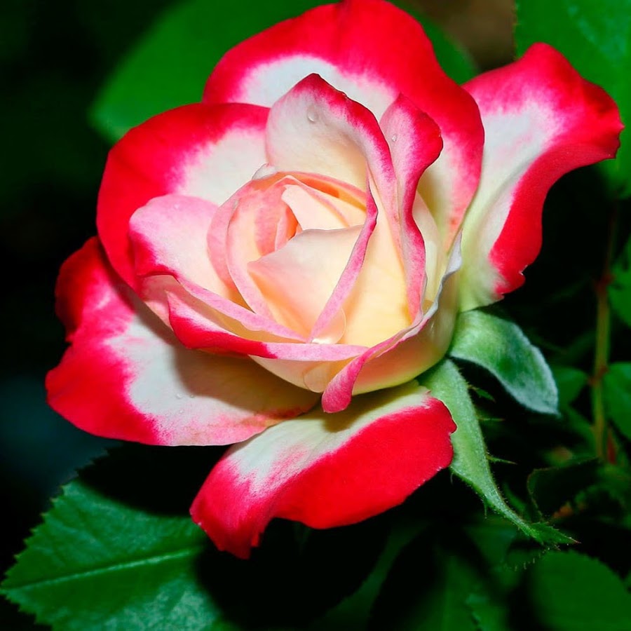 Роза бриллиант двухцветная