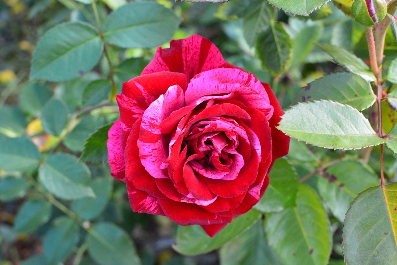 Роза Осирия кустовая