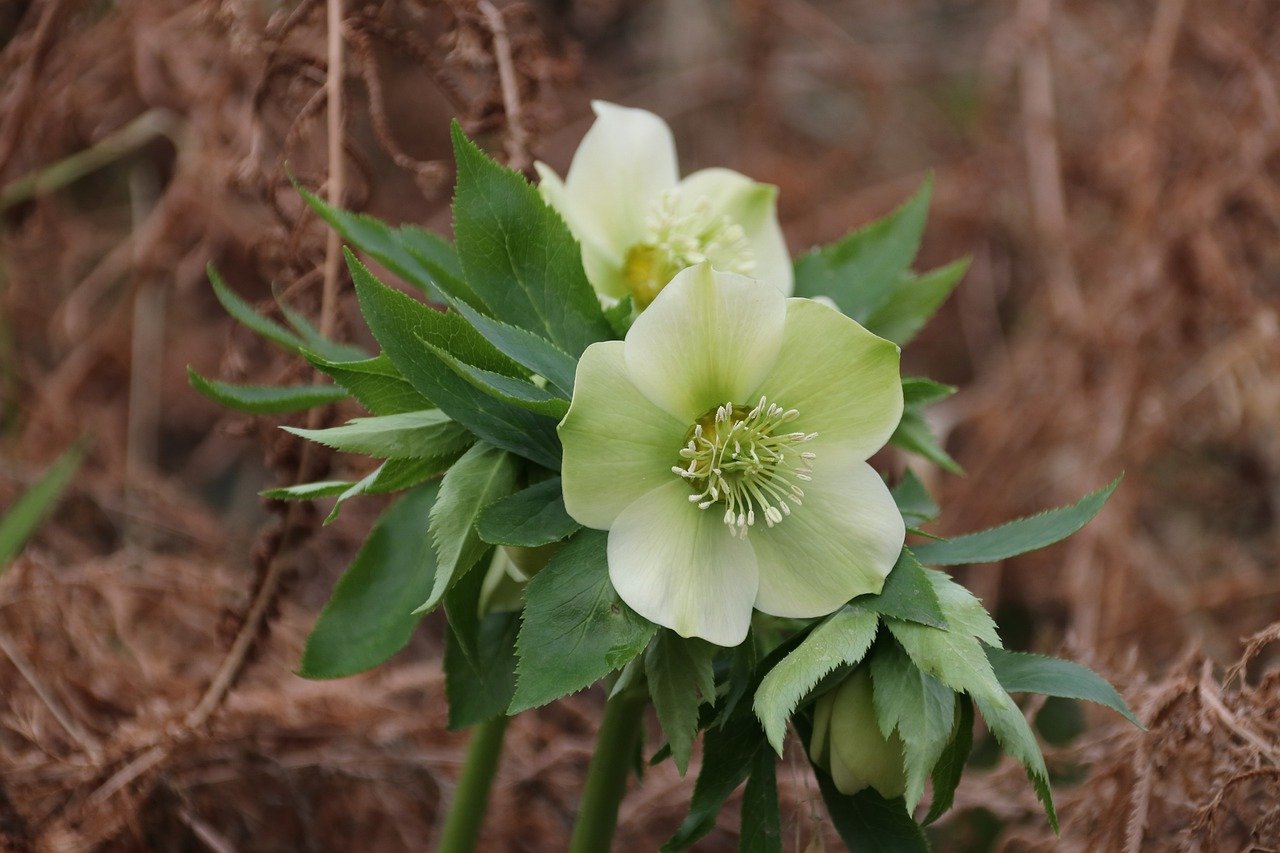 ‘Atrorubens’ морозник