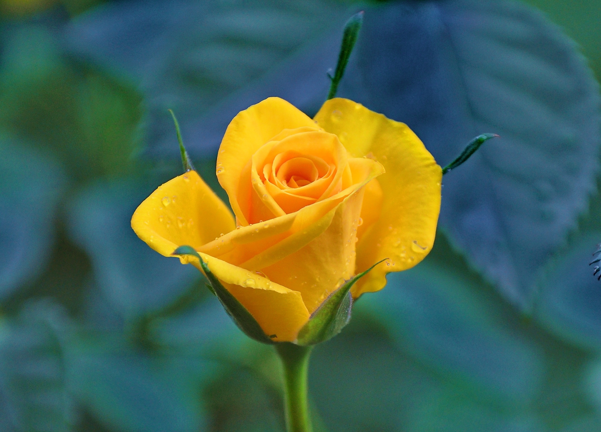Ярко желтые розы