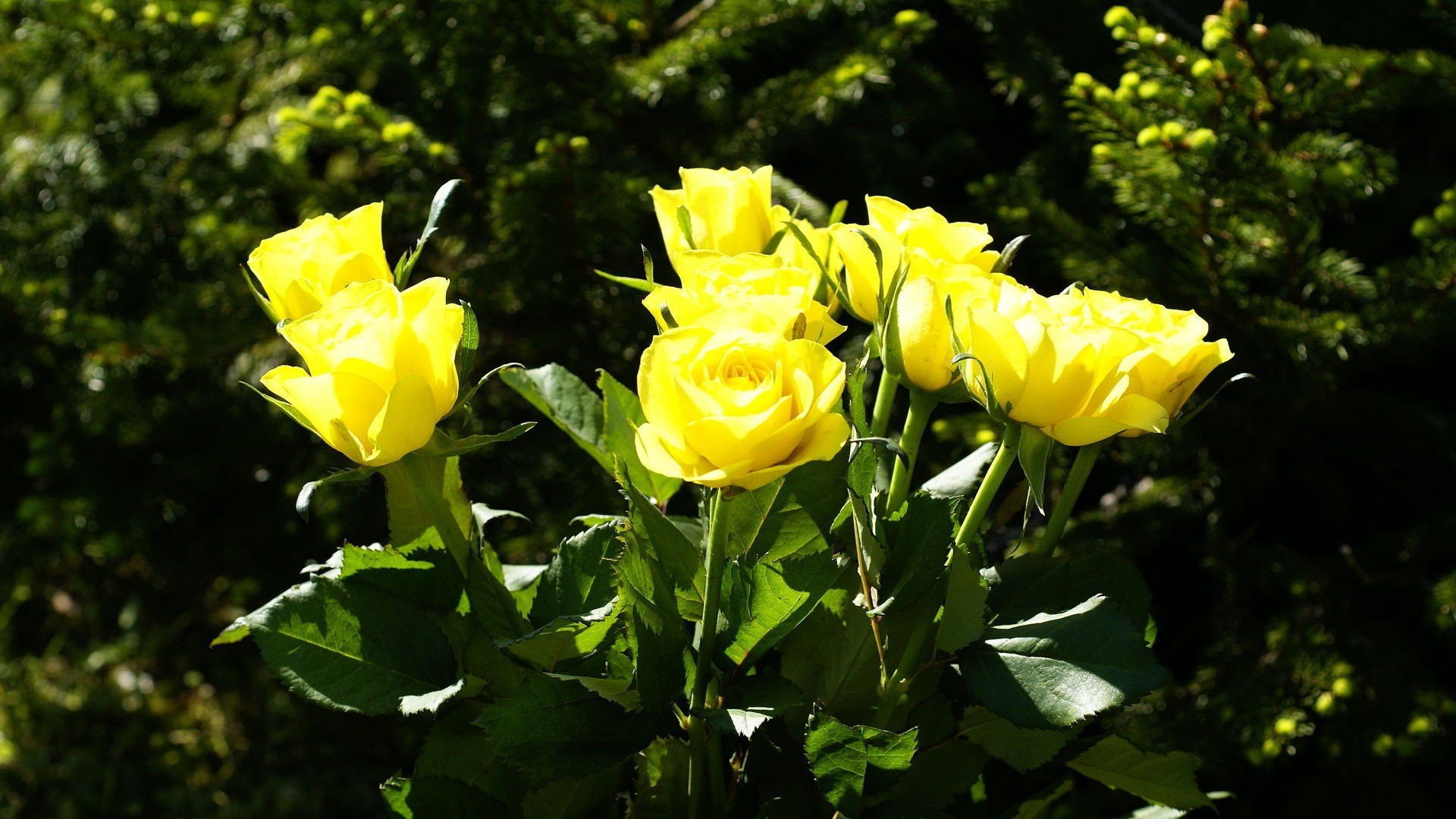 Жёлтые розы в природе